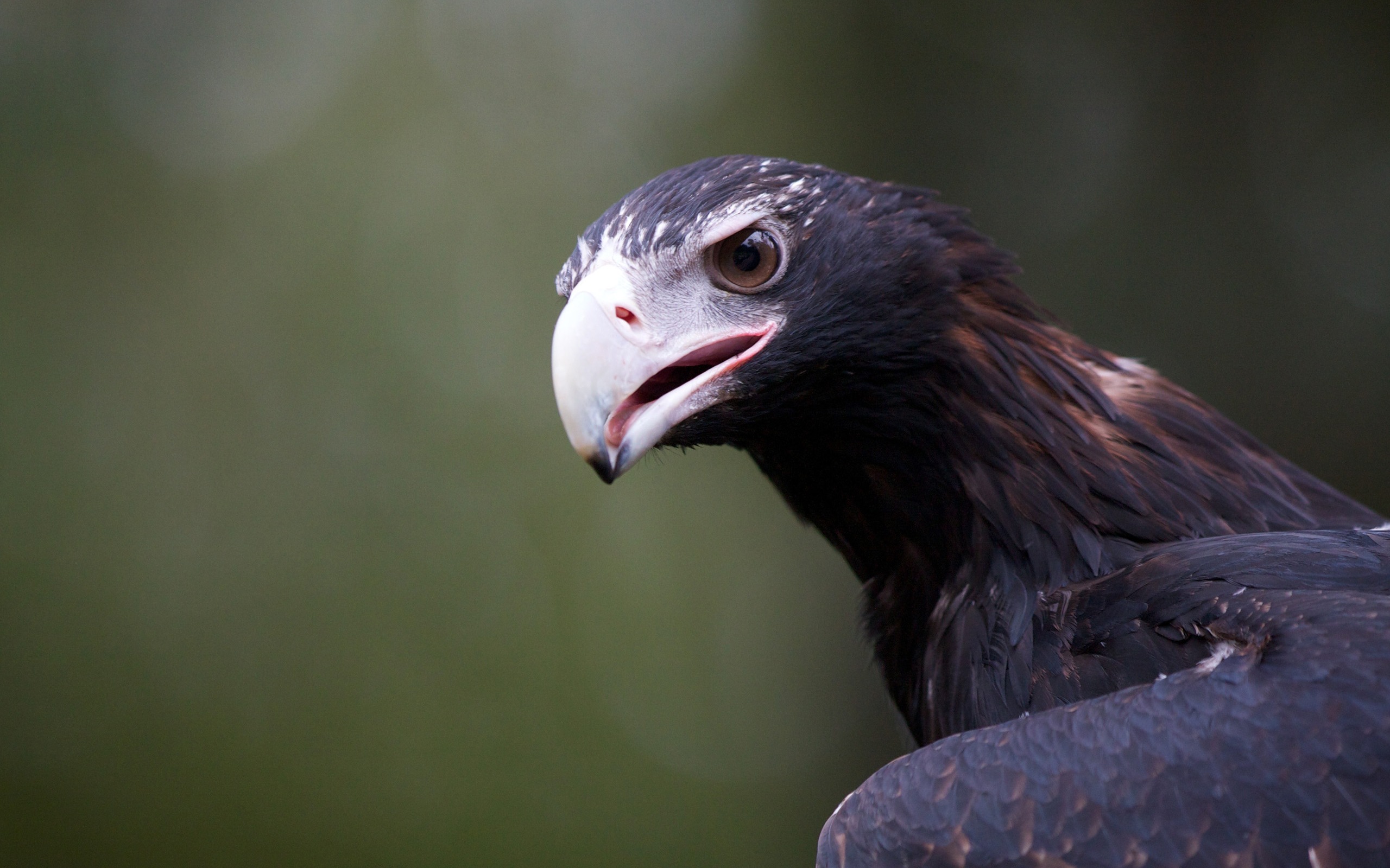 Téléchargez gratuitement l'image Animaux, Oiseau, Des Oiseaux sur le bureau de votre PC