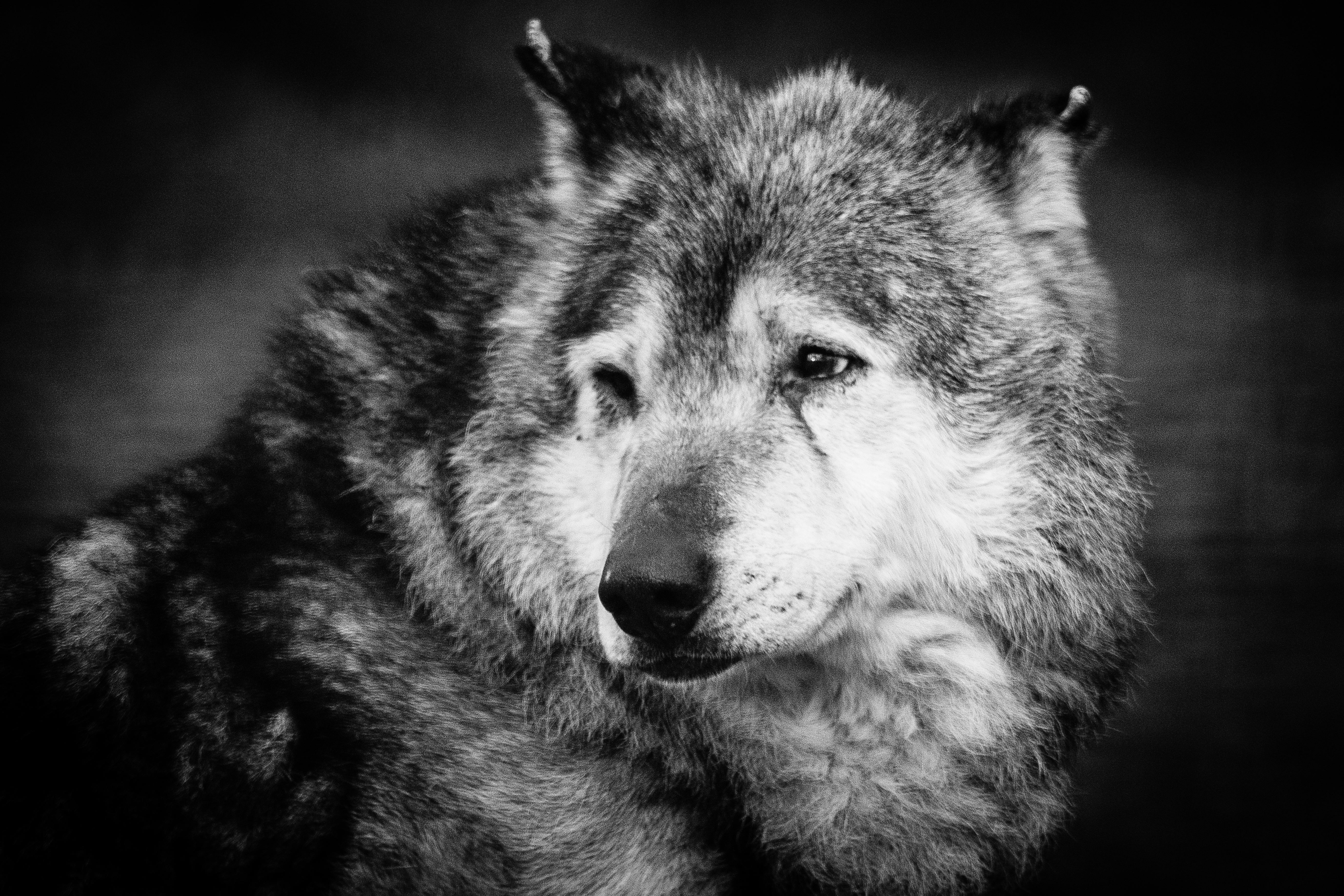 PCデスクトップに動物, オオカミ, 狼, 黒 白画像を無料でダウンロード