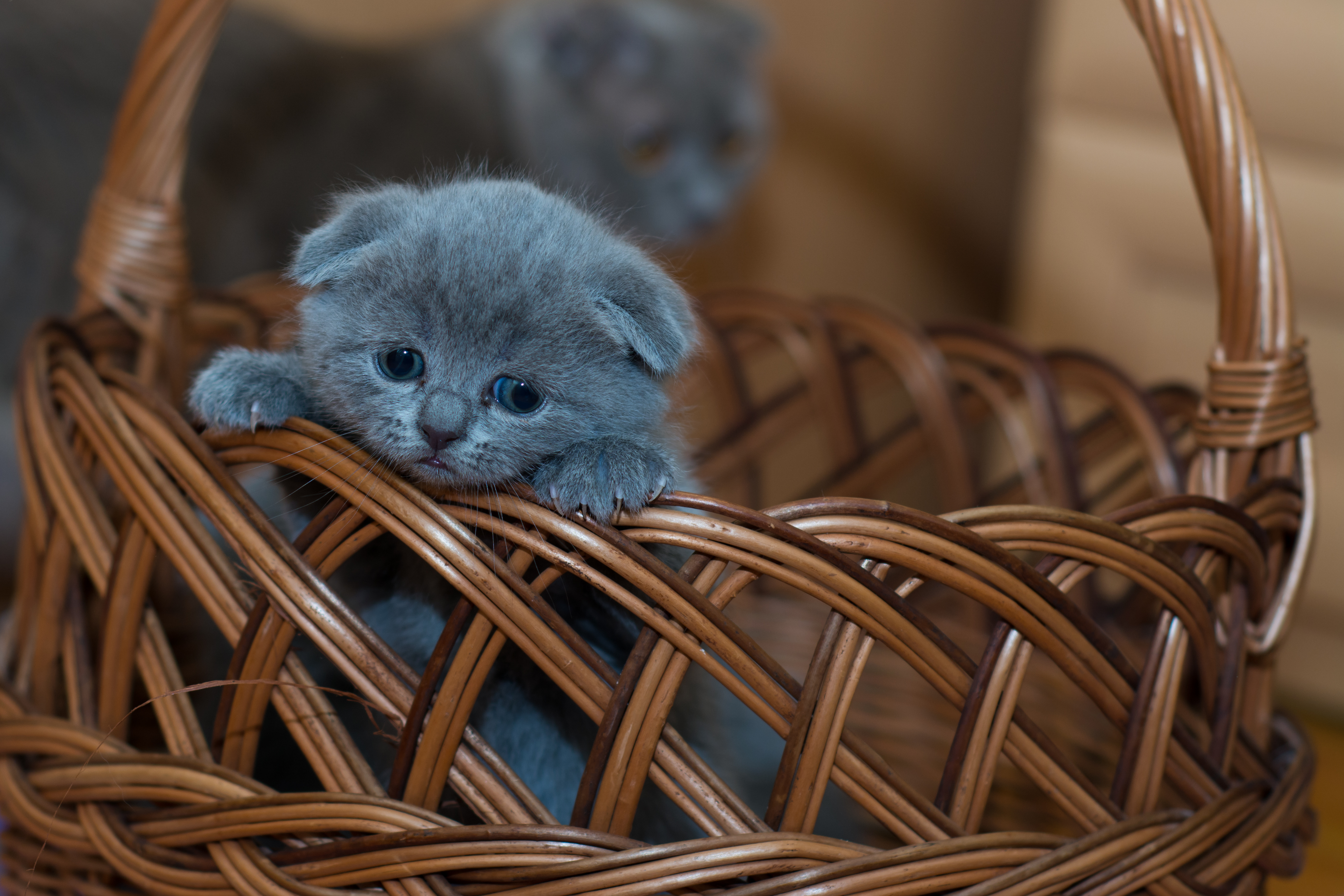 Download mobile wallpaper Cats, Cat, Kitten, Animal, Basket, Baby Animal for free.
