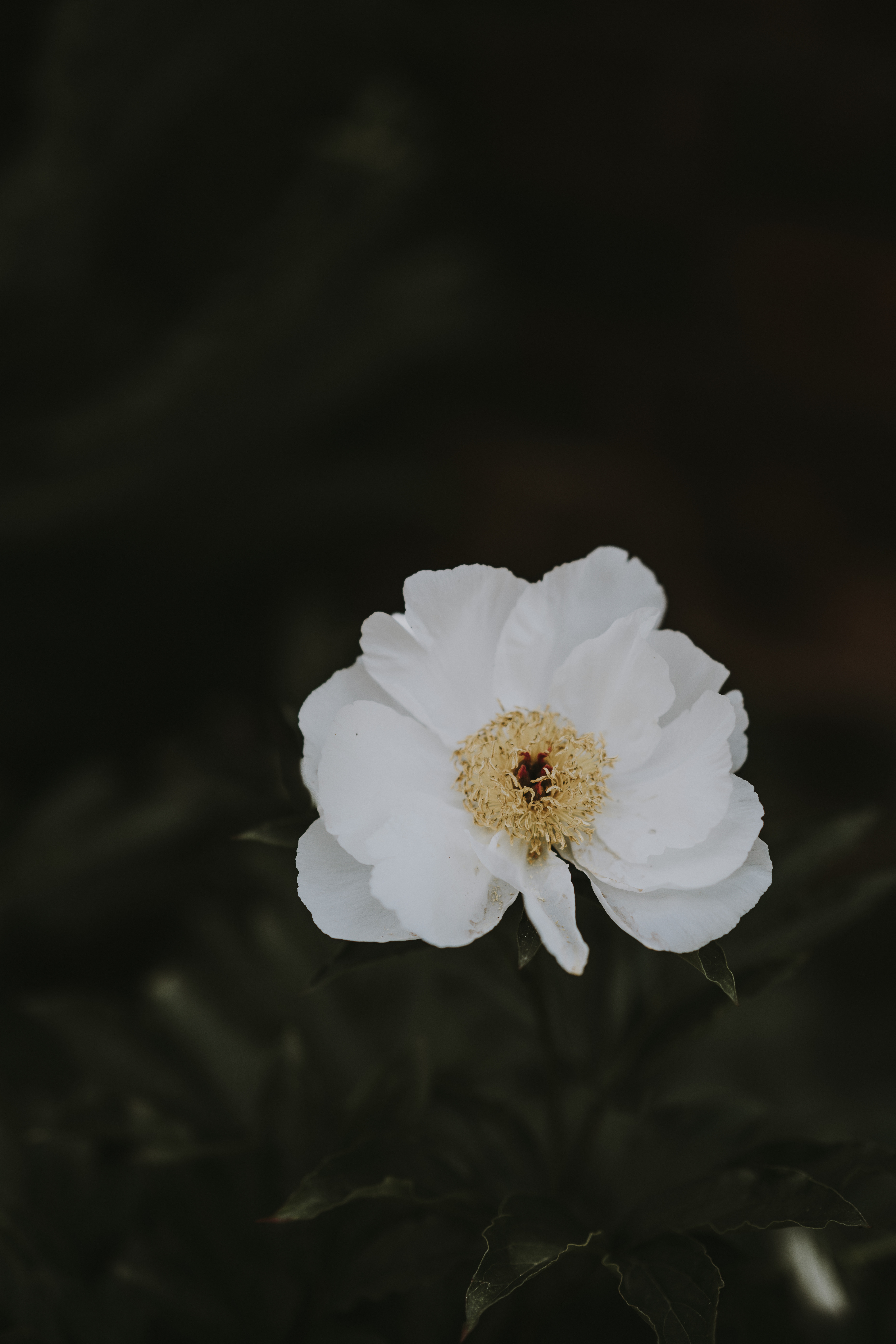119193 télécharger le fond d'écran fleurs, blanc, fleur, flou, lisse, pion, pivoine - économiseurs d'écran et images gratuitement