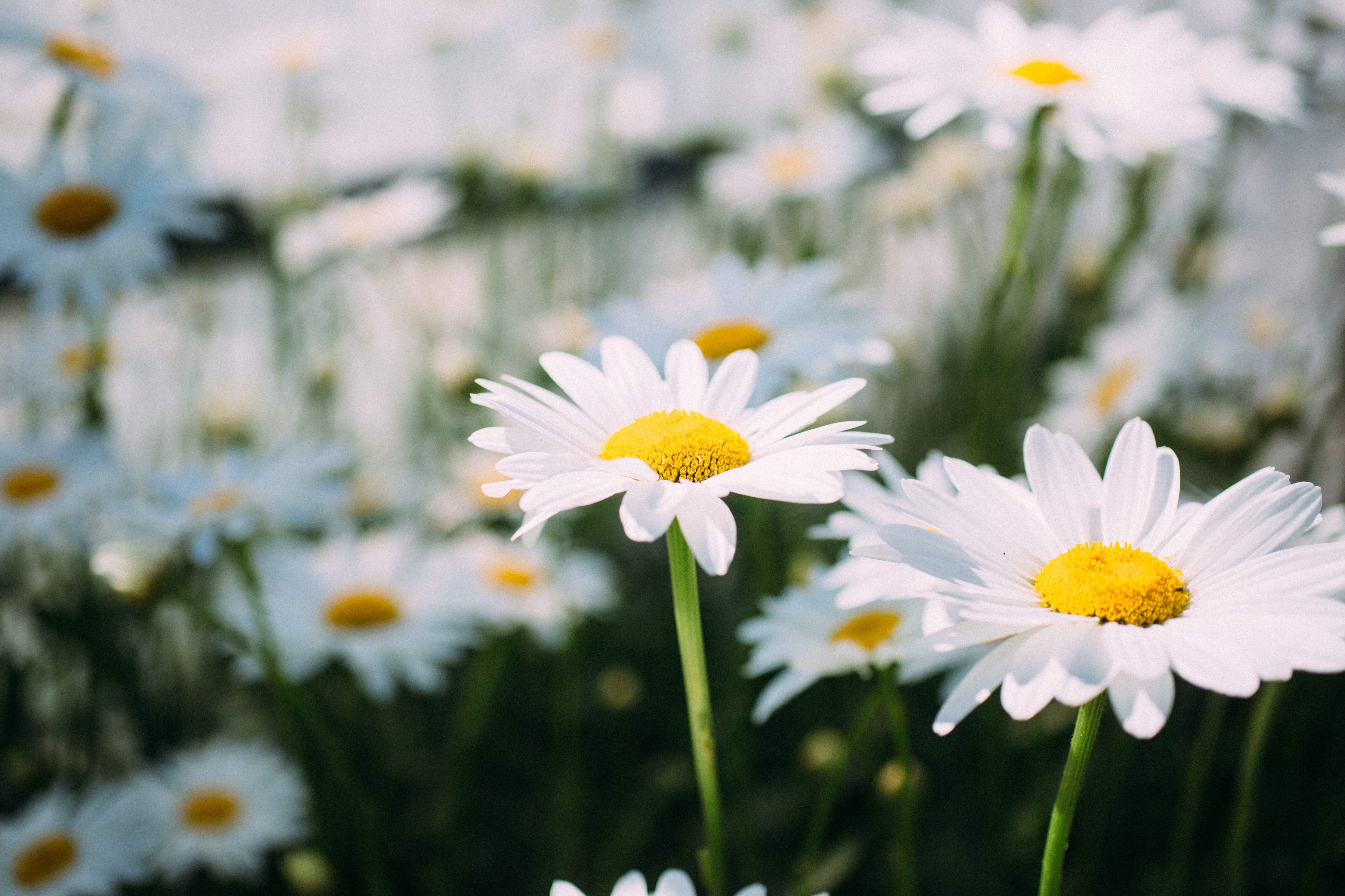Free download wallpaper Chamomile, Camomile, Petals, Field, Flower, Flowers on your PC desktop