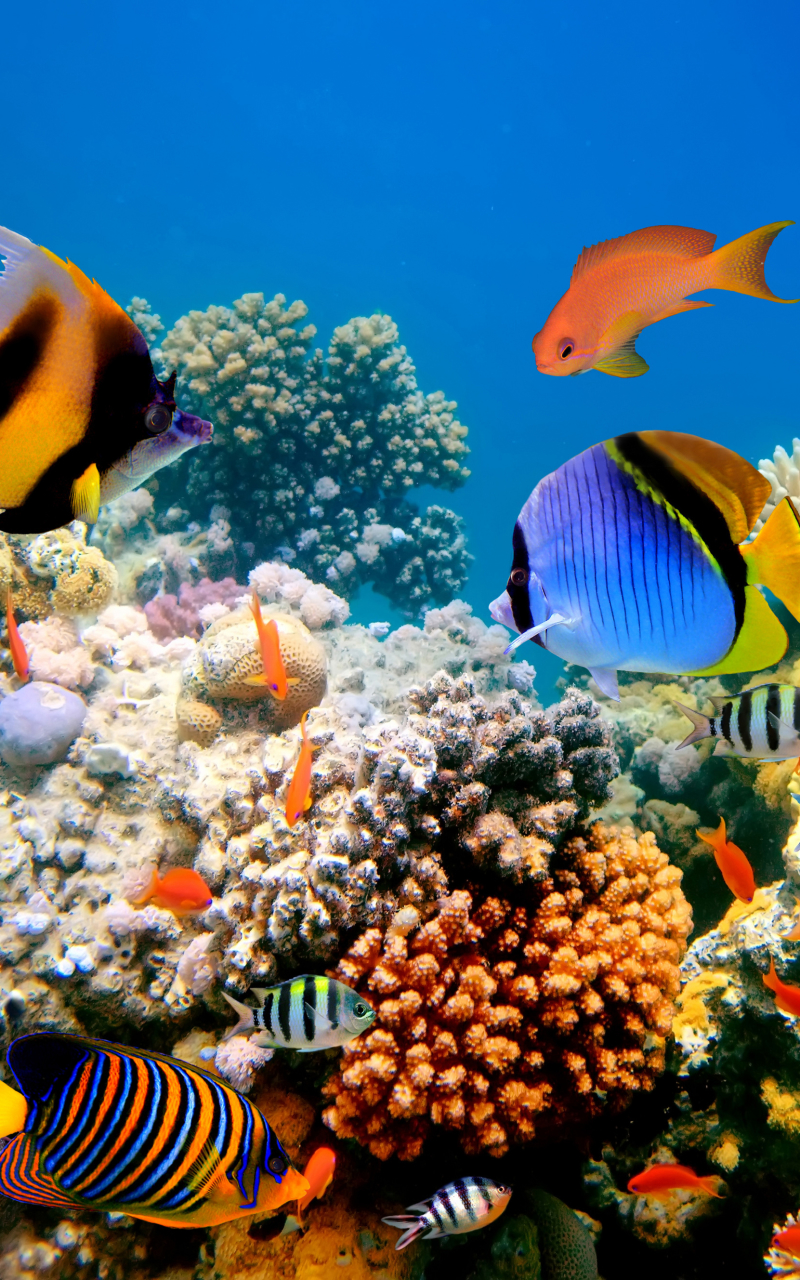 Download mobile wallpaper Fishes, Animal, Fish, Underwater, Turtle, Coral Reef for free.