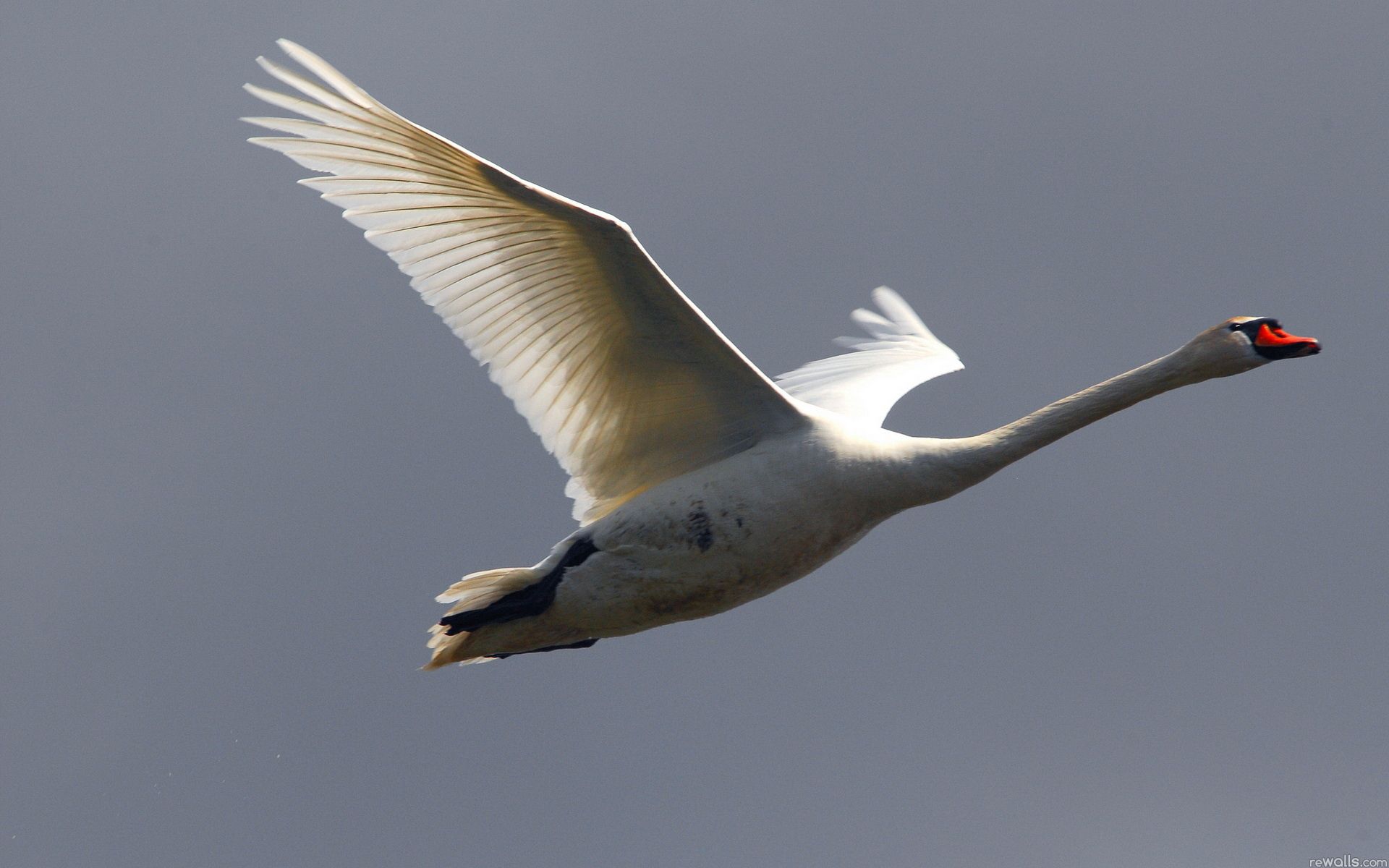 Free download wallpaper Sky, Bird, Flight, Swan, Animals on your PC desktop