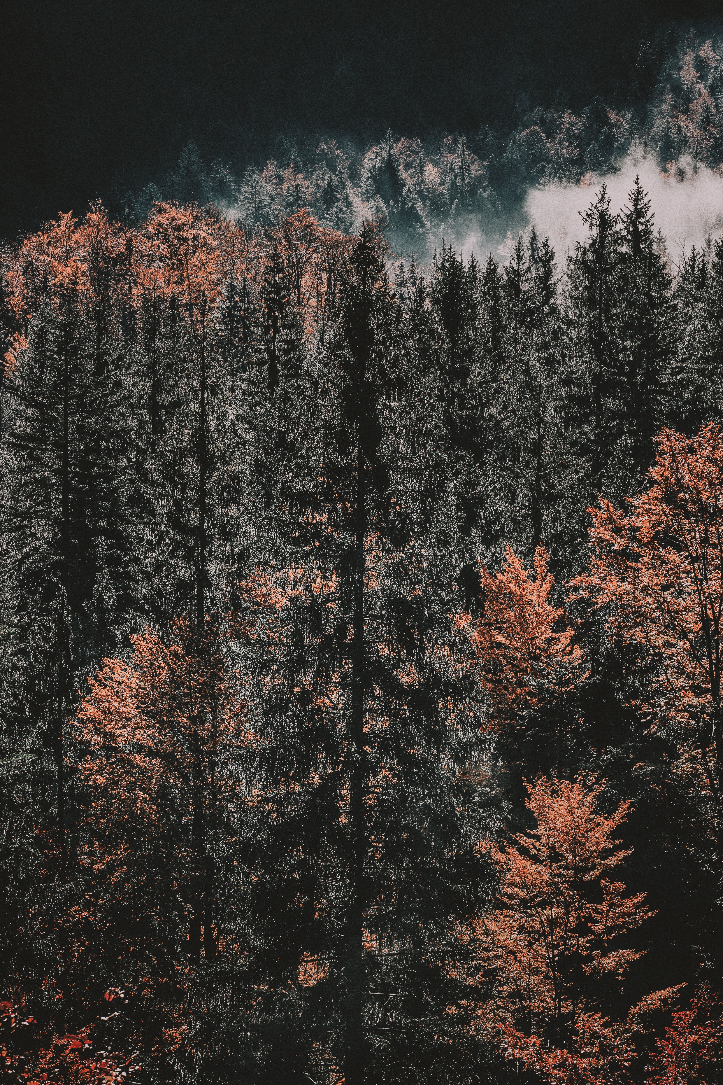 Скачать картинку Верхушки, Деревья, Лес, Природа, Осень в телефон бесплатно.