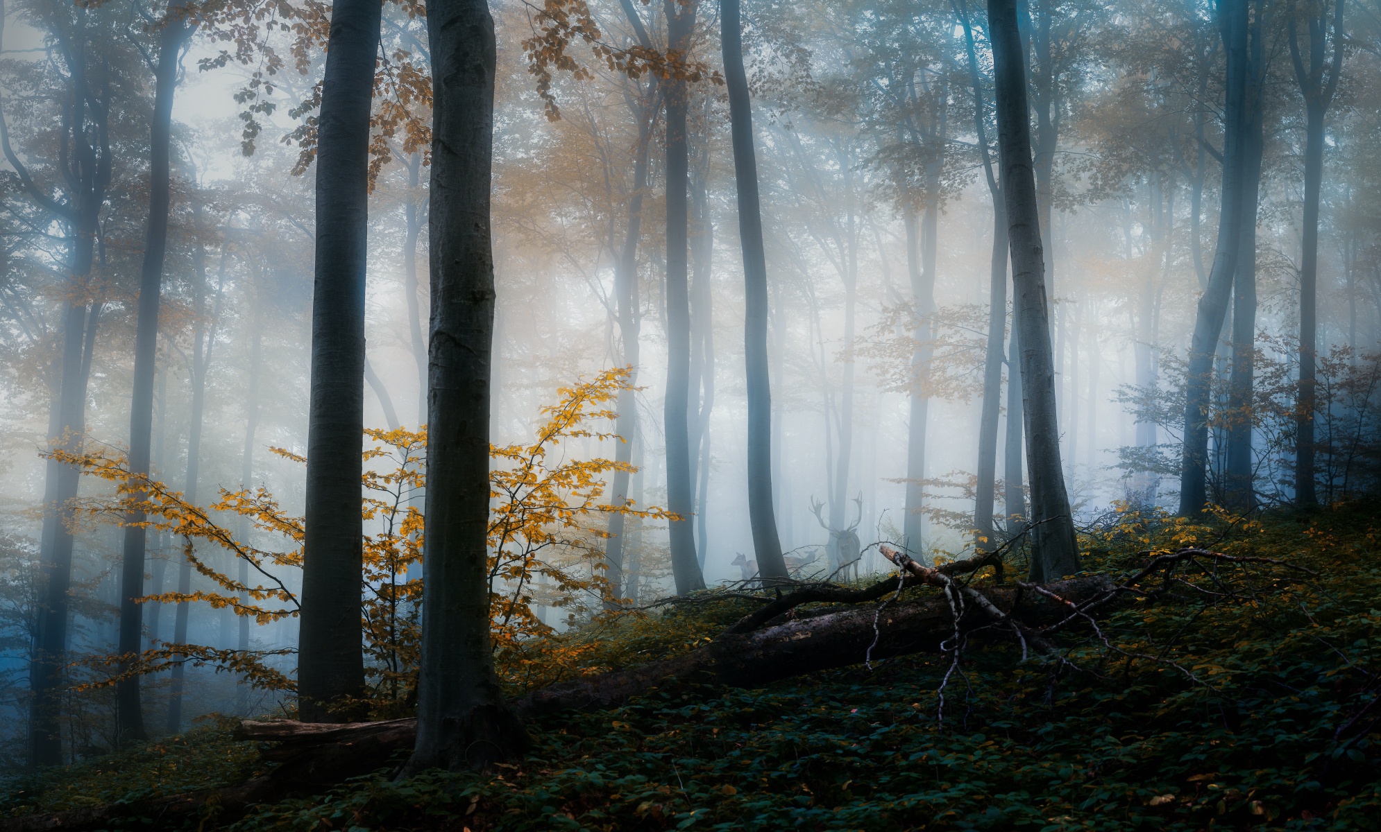 Free download wallpaper Nature, Forest, Tree, Fog, Earth, Deer on your PC desktop