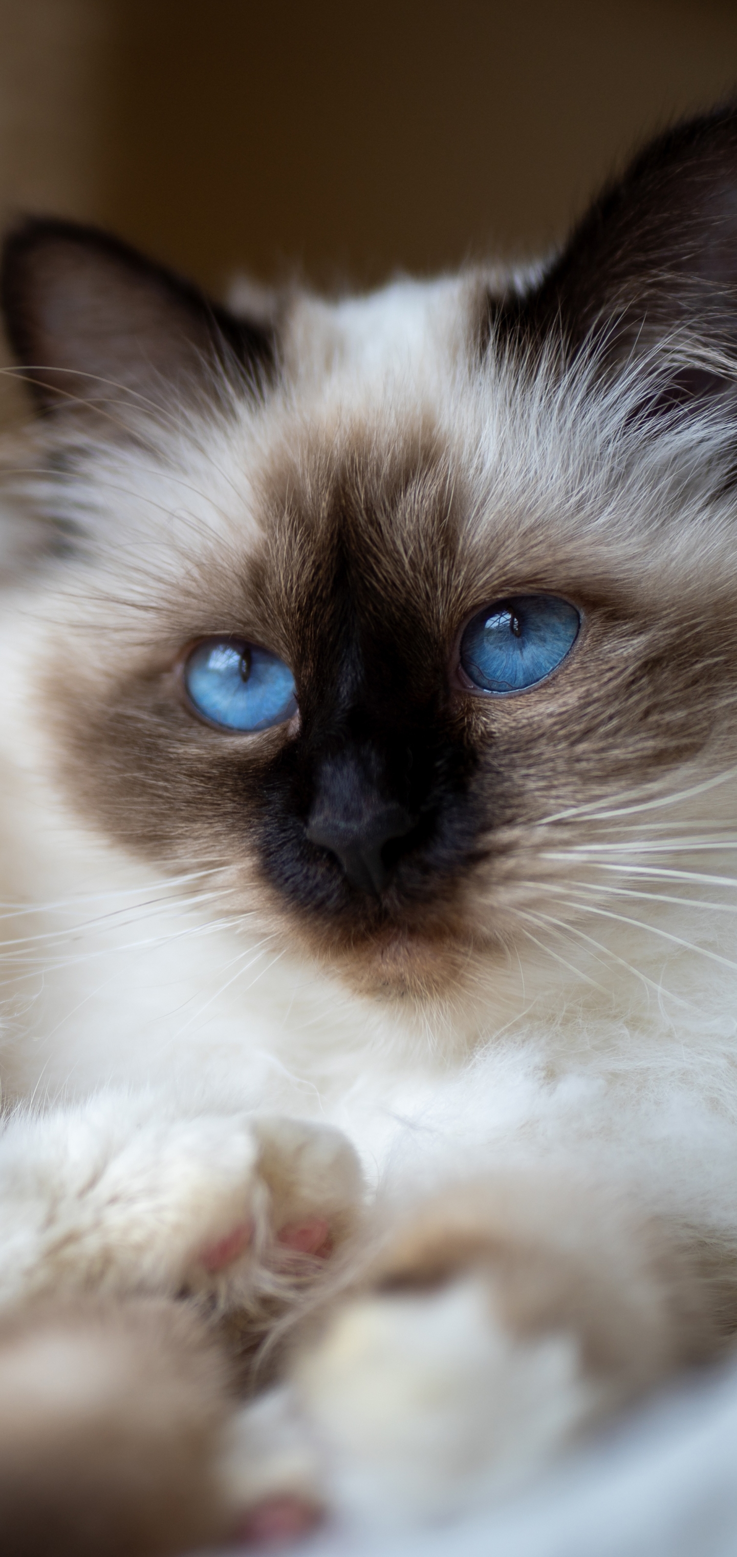Baixe gratuitamente a imagem Animais, Gatos, Gato, Boneca De Pano na área de trabalho do seu PC