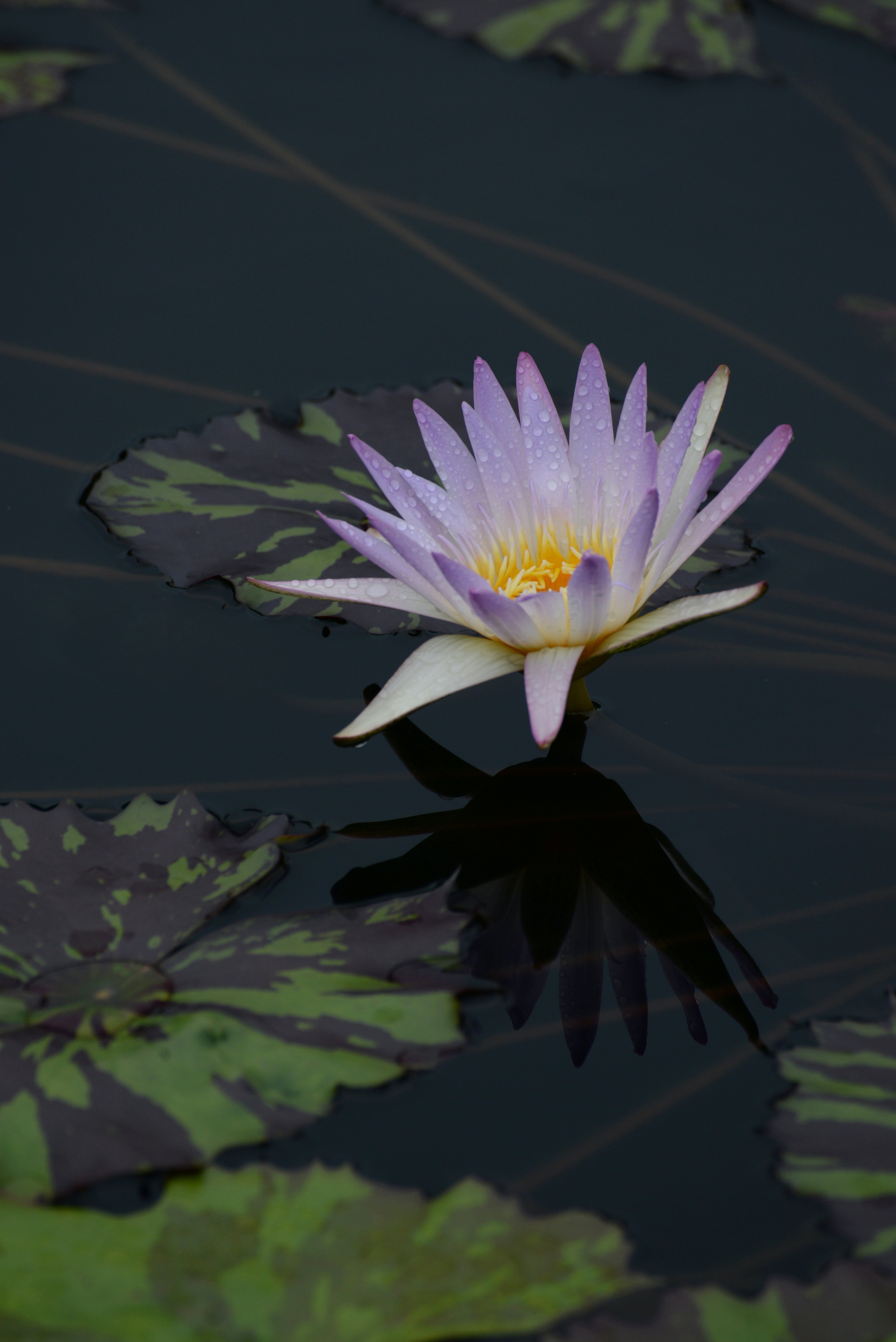 Download mobile wallpaper Basin, Flowers, Bloom, Flowering, Flower, Water, Water Lily for free.
