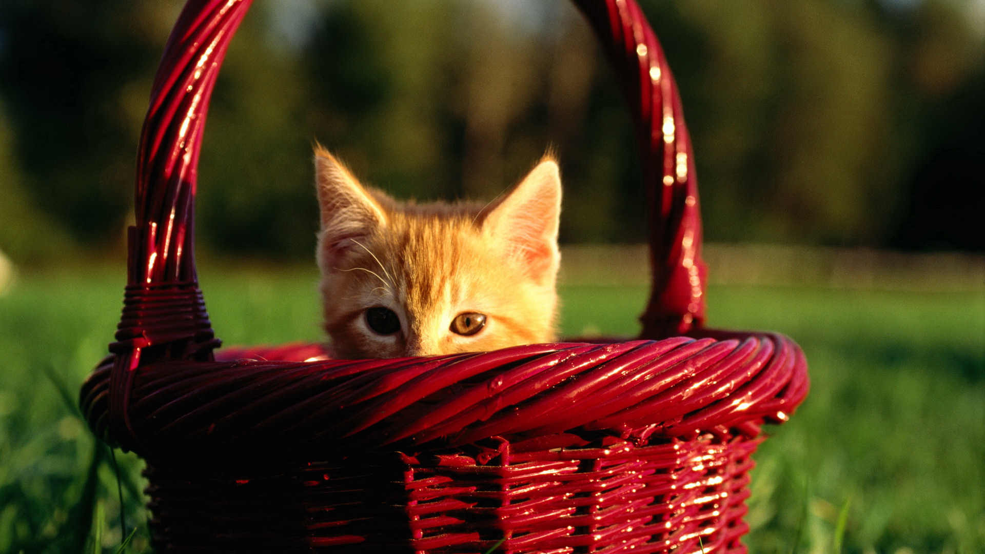 Téléchargez des papiers peints mobile Animaux, Chat gratuitement.