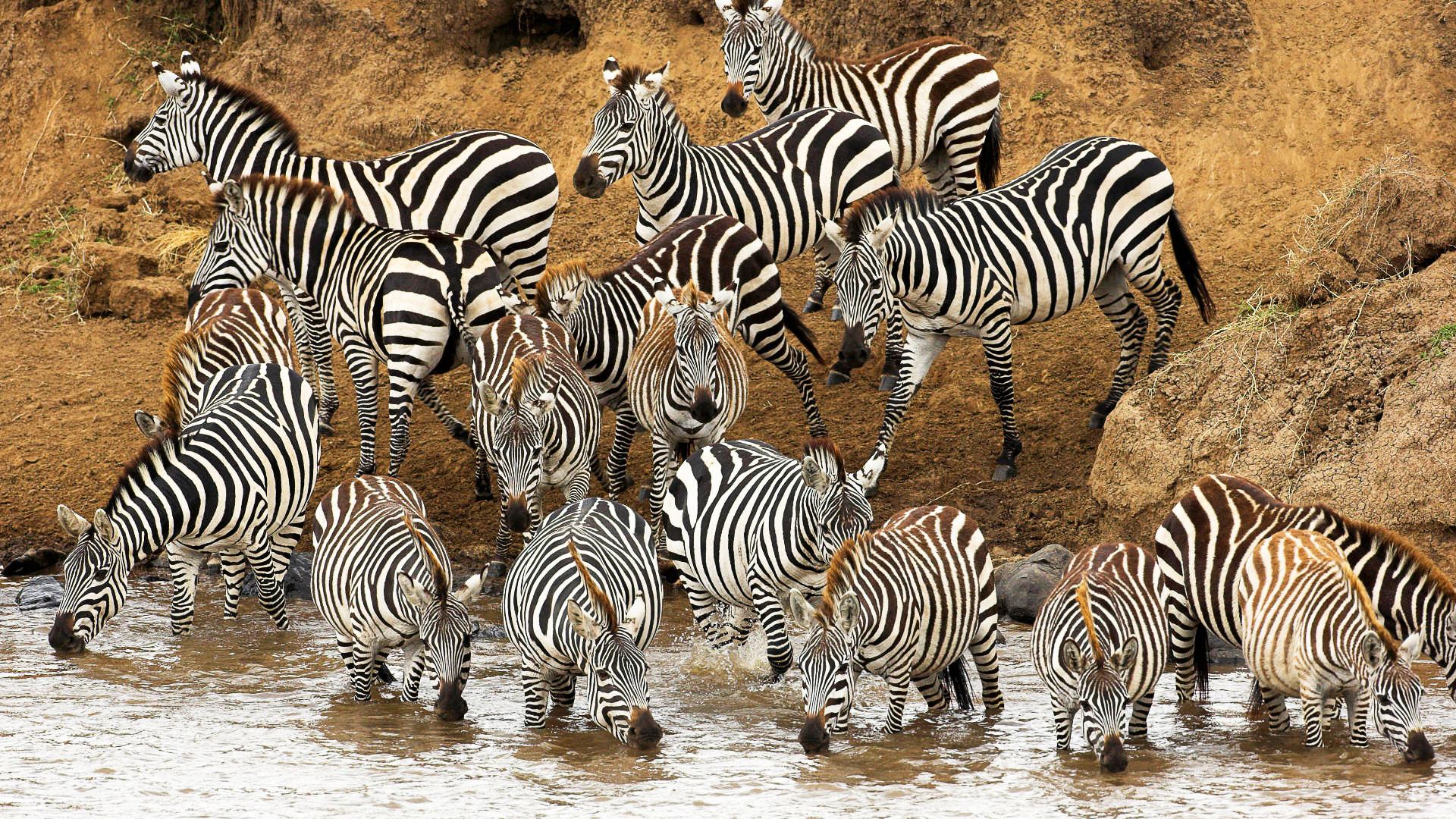 225591 Bild herunterladen tiere, zebra - Hintergrundbilder und Bildschirmschoner kostenlos