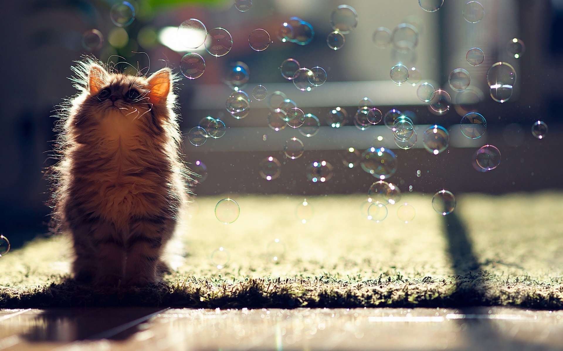 Download mobile wallpaper Bubbles, Animals, Cats for free.