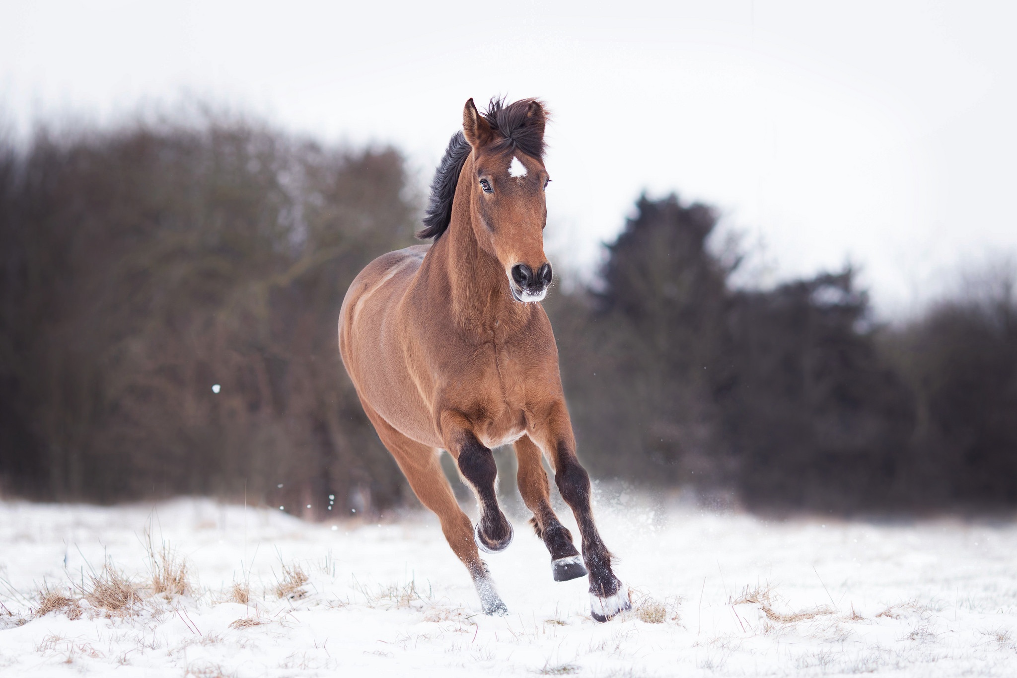 Download mobile wallpaper Winter, Animal, Horse, Depth Of Field for free.