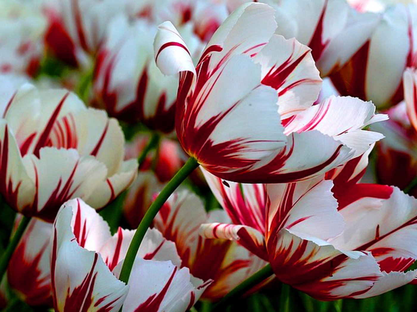 Descarga gratuita de fondo de pantalla para móvil de Plantas, Tulipanes.