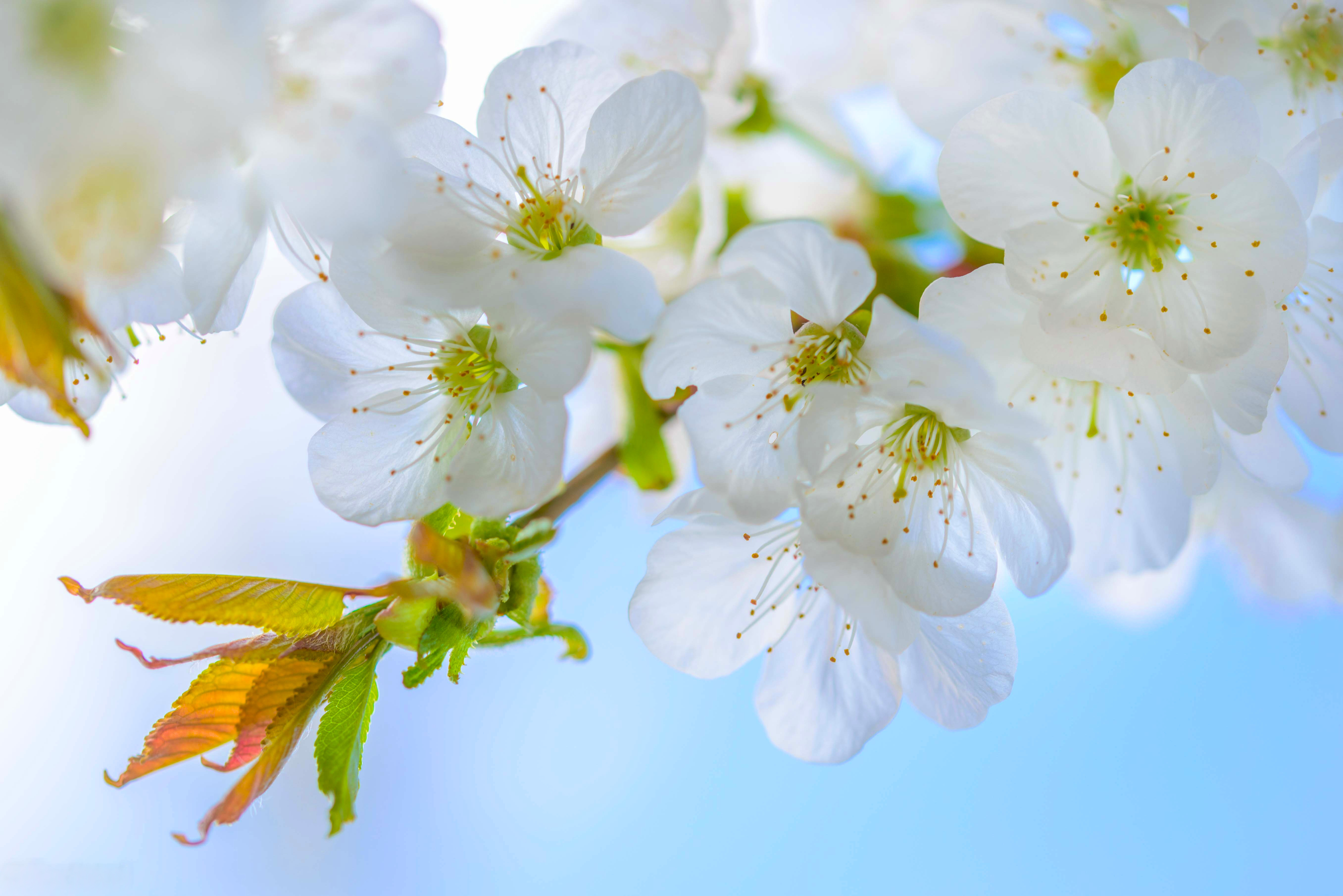 Download mobile wallpaper Flowers, Macro, Branch, Earth, Spring, White Flower, Blossom for free.