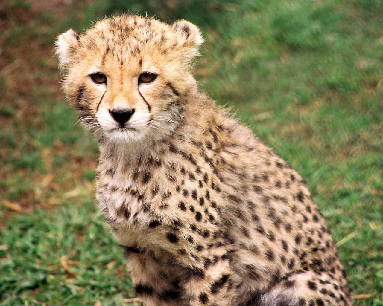 Free download wallpaper Cheetah, Animal on your PC desktop