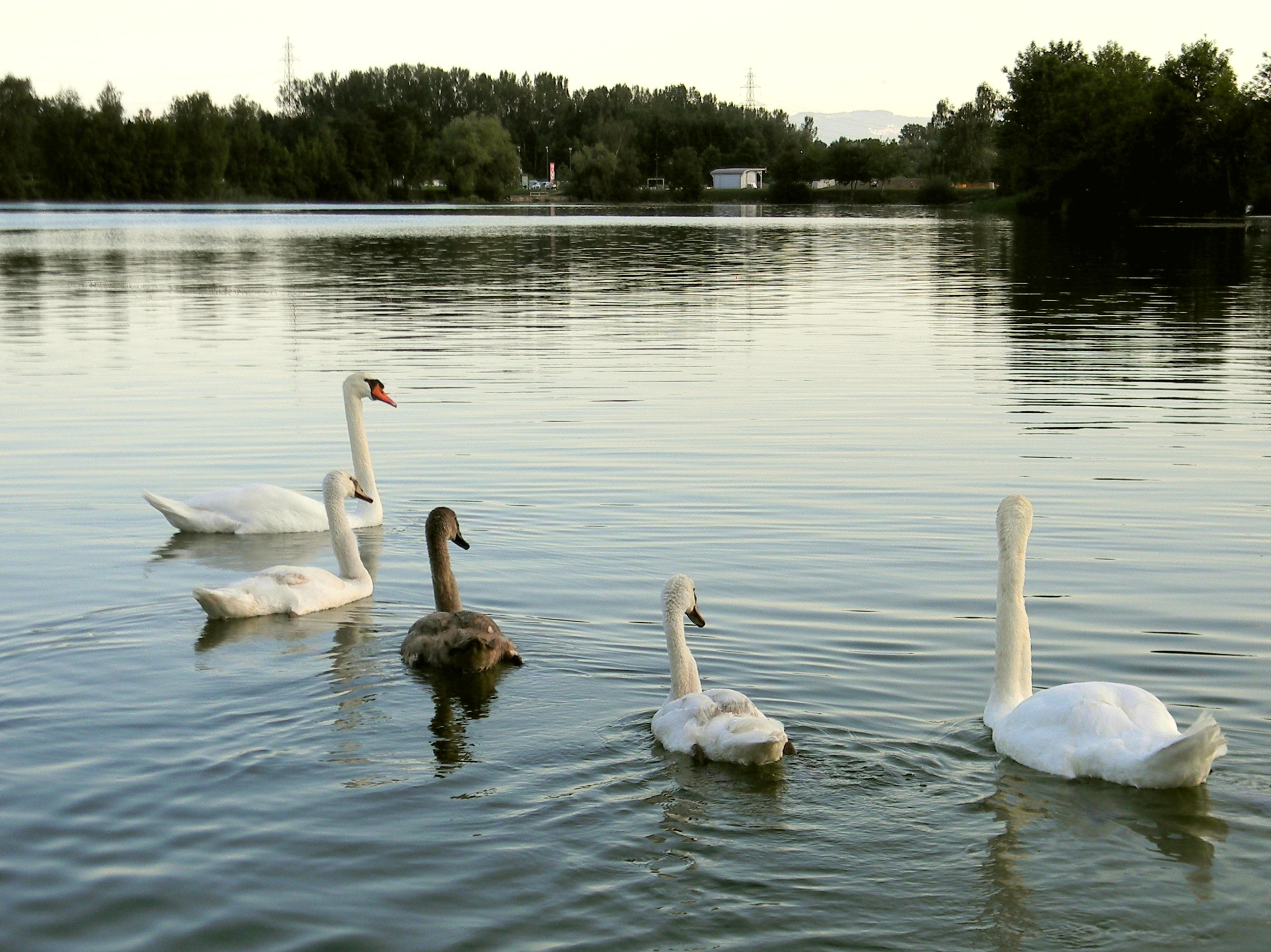 Free download wallpaper Birds, Lake, Animal, Swan on your PC desktop