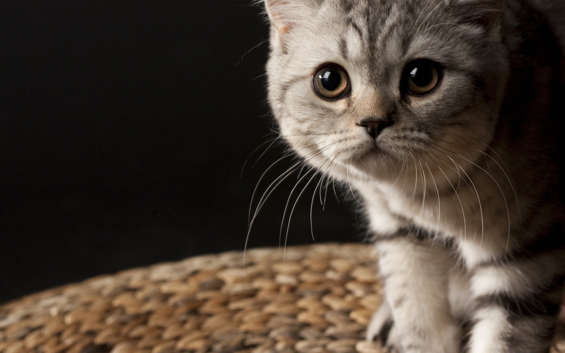 Baixe gratuitamente a imagem Animais, Gatos, Gato na área de trabalho do seu PC