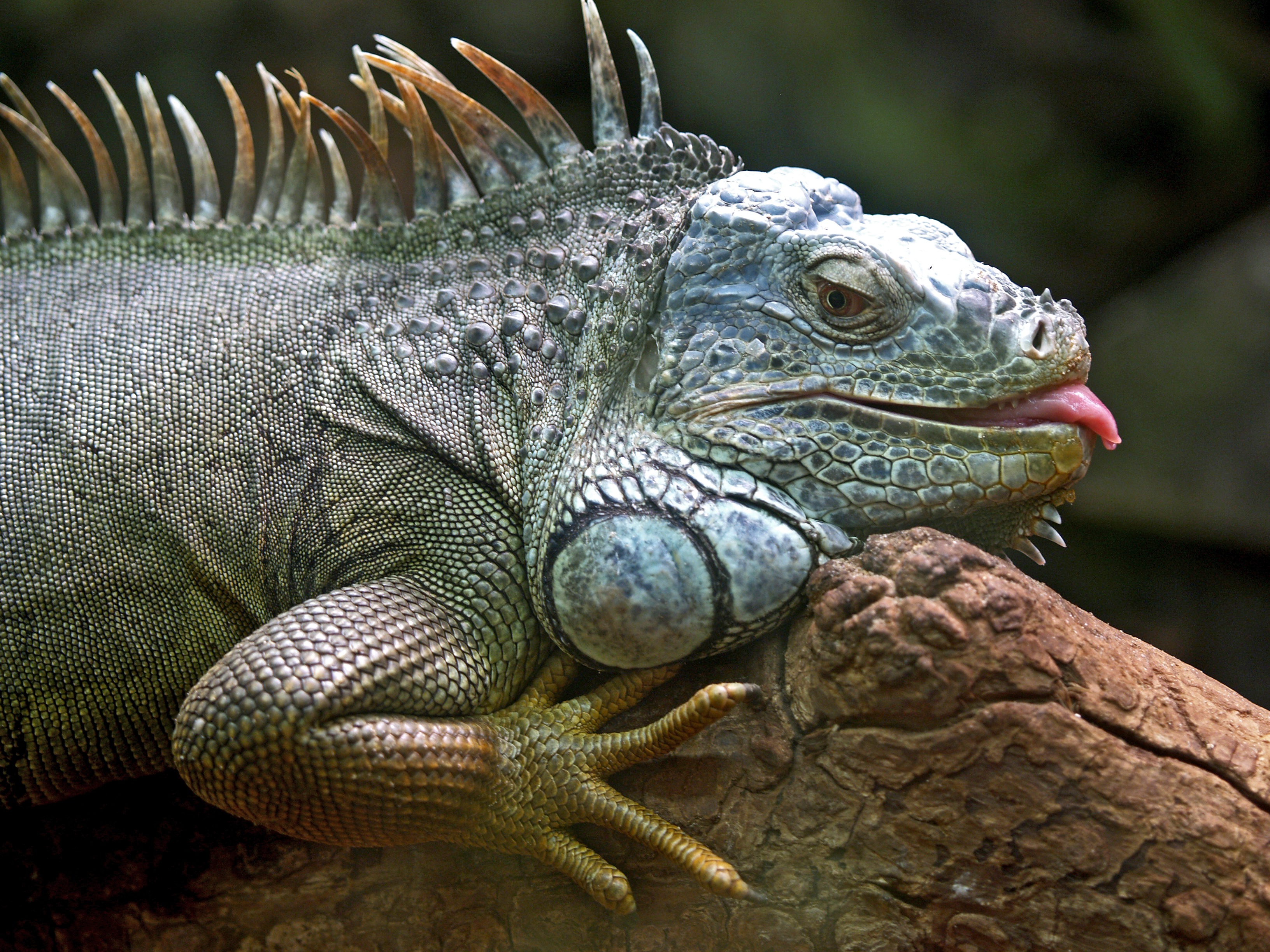 Free download wallpaper Lizard, Reptile, Animals, Iguana, Jungle on your PC desktop