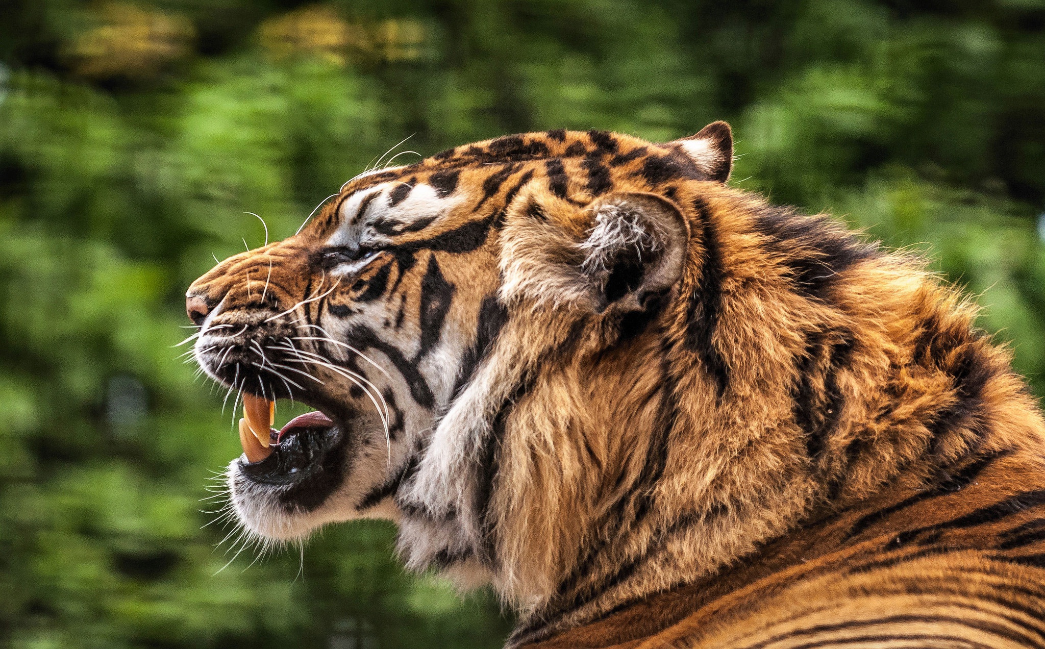 416513 baixar imagens animais, tigre, profundidade de campo, rugido, gatos - papéis de parede e protetores de tela gratuitamente