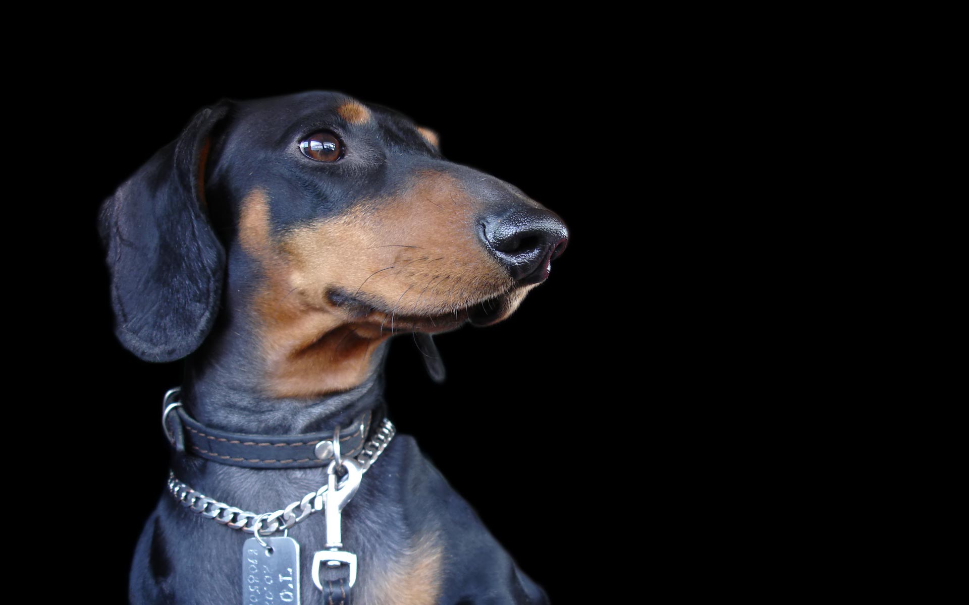 Téléchargez des papiers peints mobile Chiens, Chien, Animaux gratuitement.