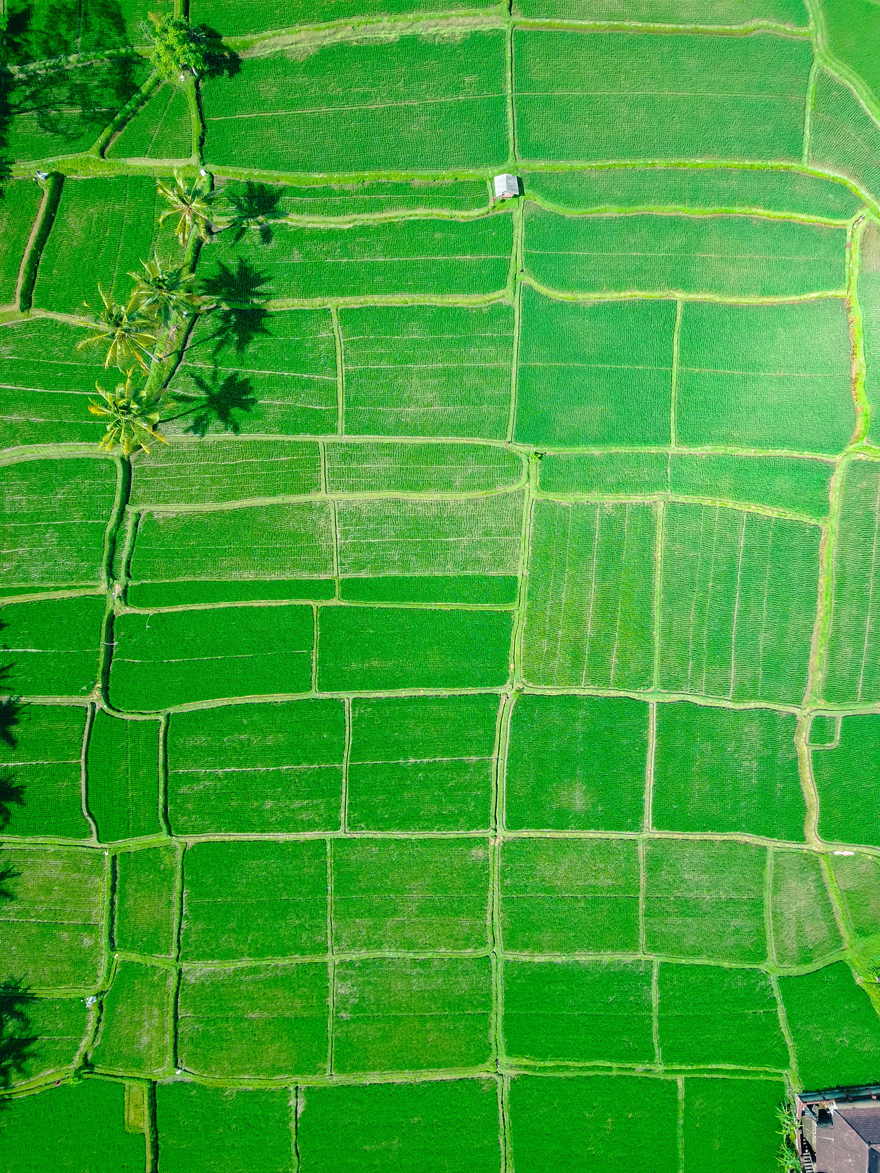 indonesia, fields, nature, palms, green, ubud Phone Background