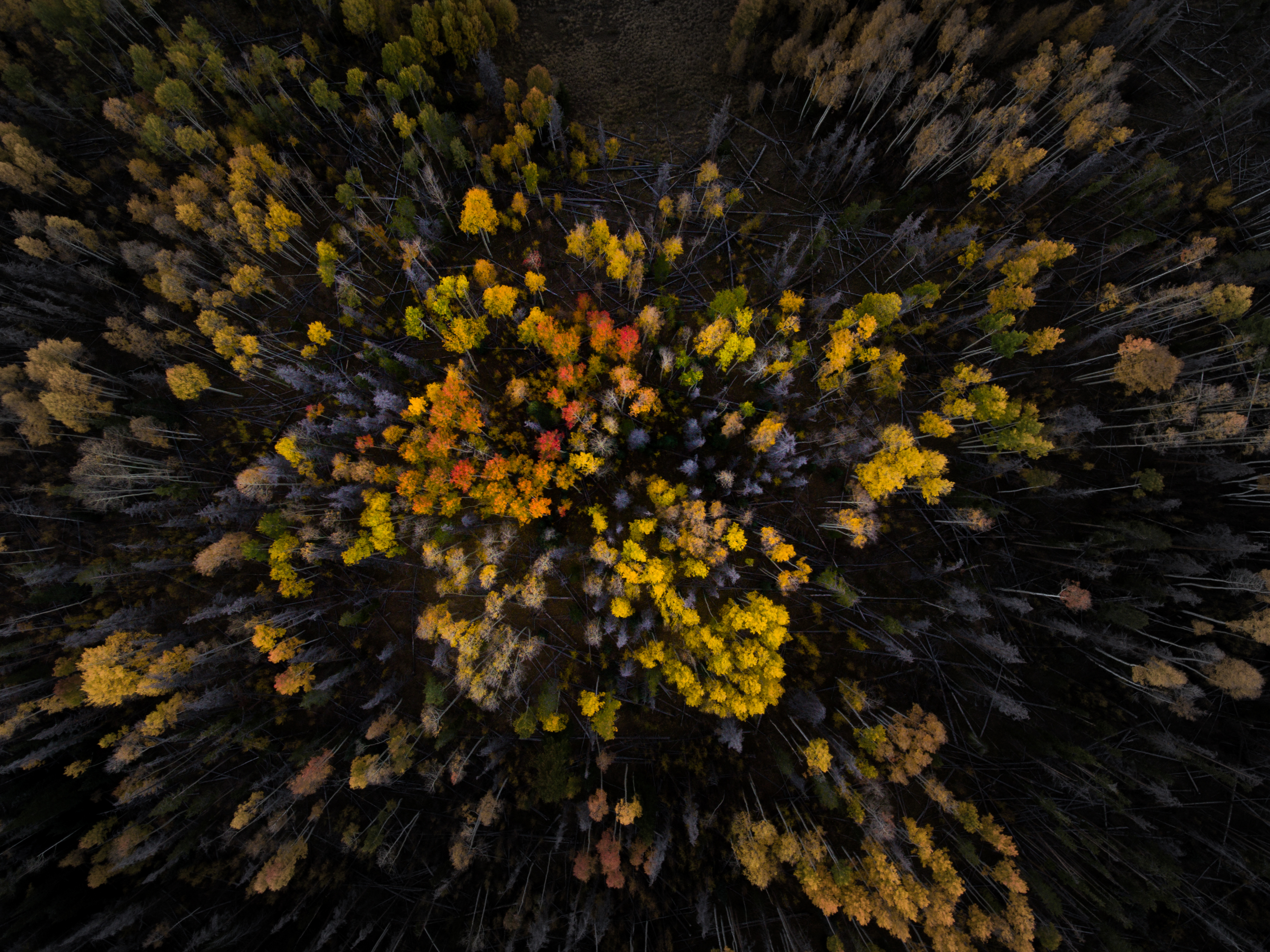 Descarga gratuita de fondo de pantalla para móvil de Naturaleza, Bosque, Árbol, Tierra/naturaleza, Fotografía Aérea.