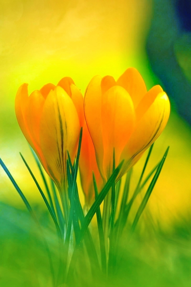 Download mobile wallpaper Flowers, Flower, Earth, Spring, Crocus, Yellow Flower for free.