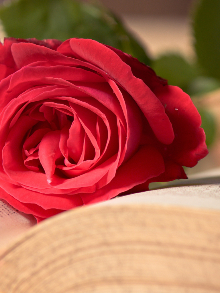 Скачать картинку Любовь, Цветок, Роза, Книга, Настроение, Сделано Человеком, Романтический в телефон бесплатно.