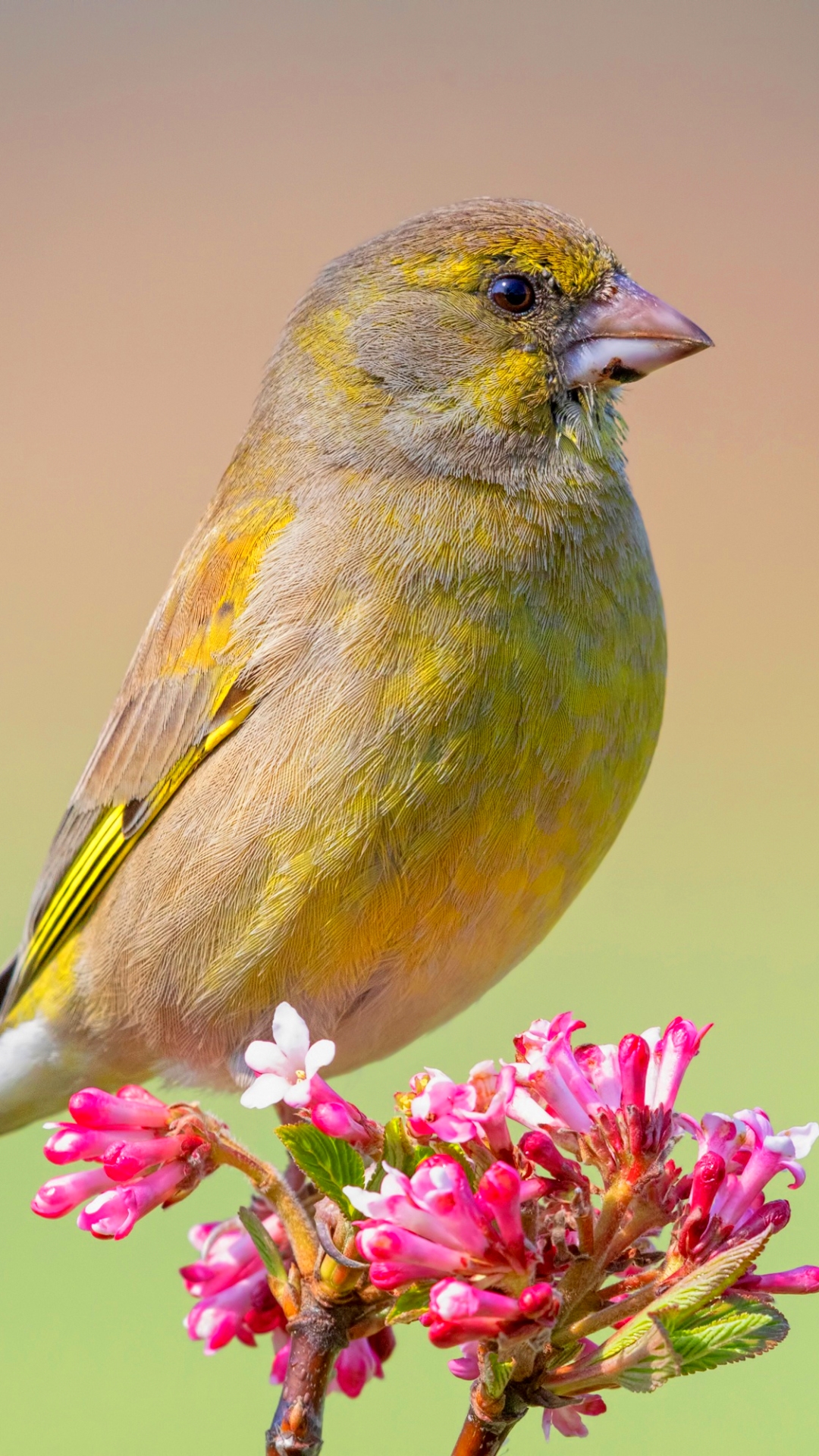 Download mobile wallpaper Birds, Animal, Finch, European Greenfinch for free.