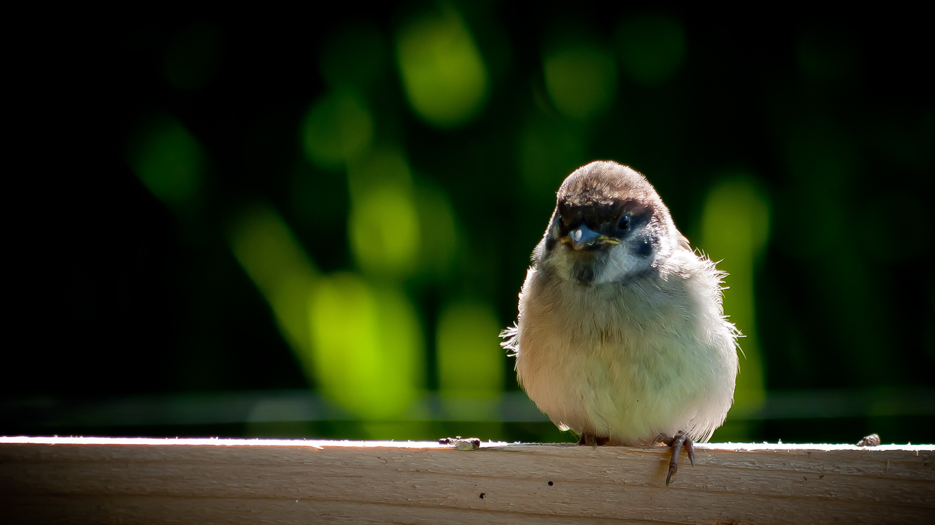 Descarga gratuita de fondo de pantalla para móvil de Animales, Aves, Ave.