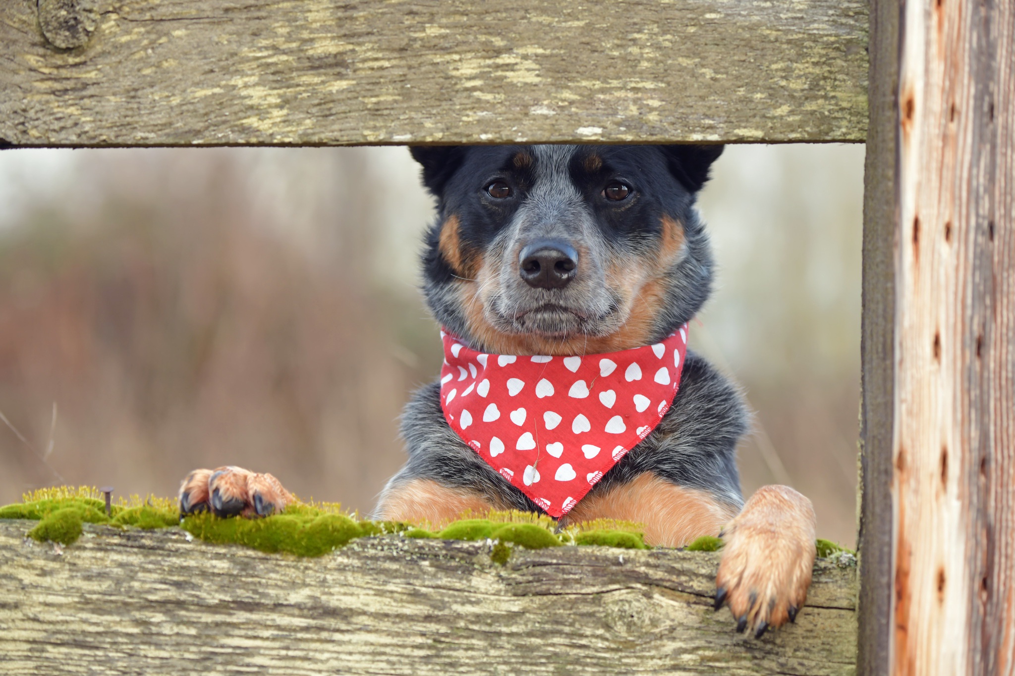 Download mobile wallpaper Dogs, Dog, Animal, Australian Cattle Dog for free.