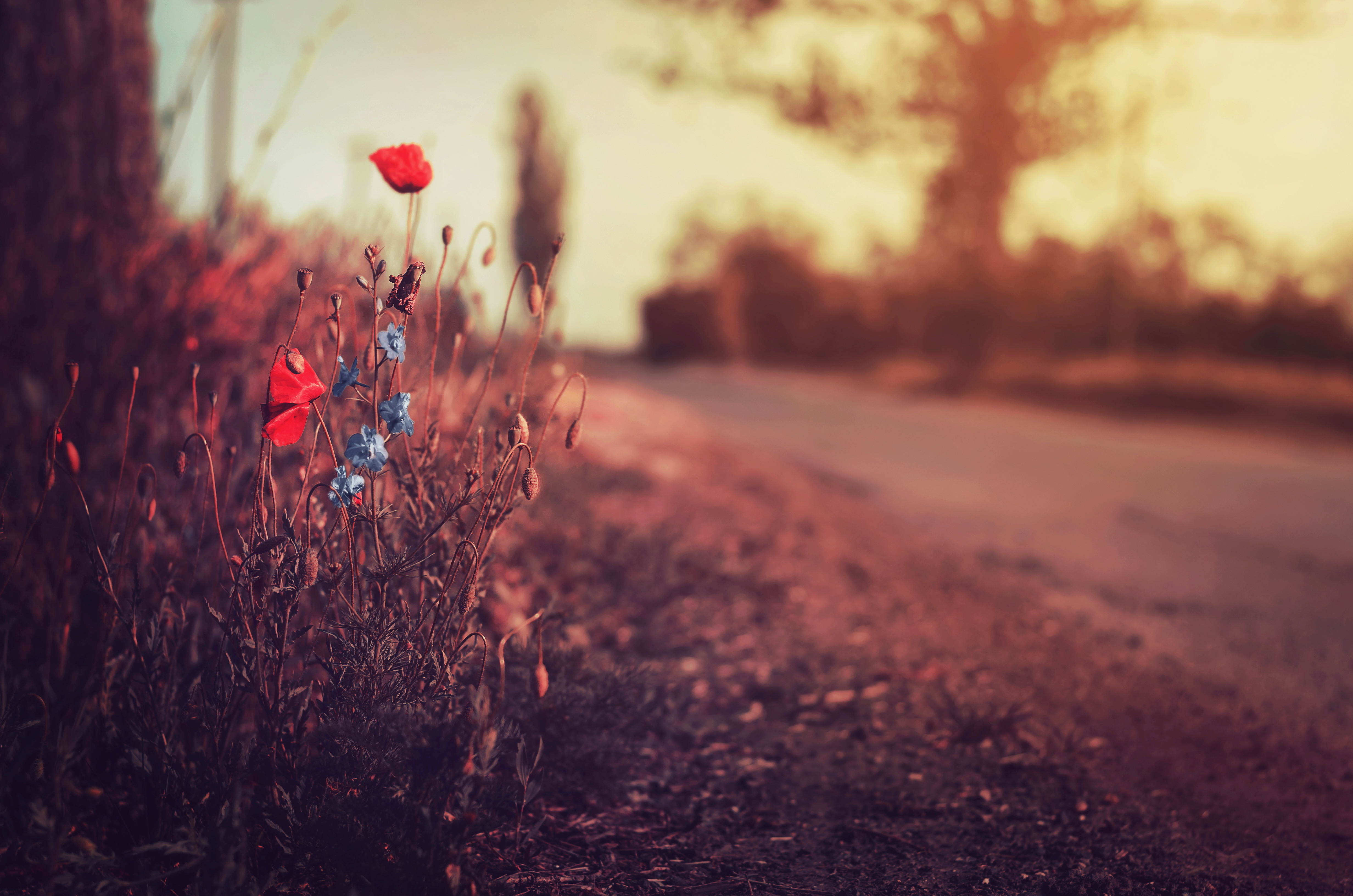 Descarga gratis la imagen Naturaleza, Flores, Flor, Amapola, Flor Roja, Tierra/naturaleza, Difuminado en el escritorio de tu PC