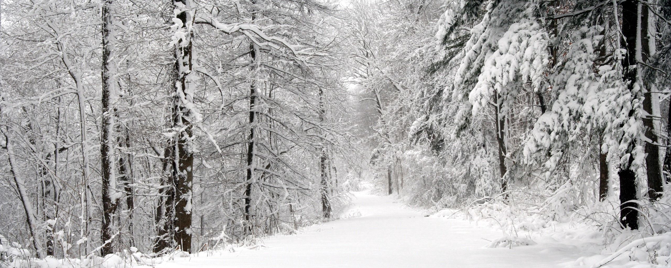 PCデスクトップに白い, 冬, 自然, 木, 雪, 森, 森林, パノラマ画像を無料でダウンロード