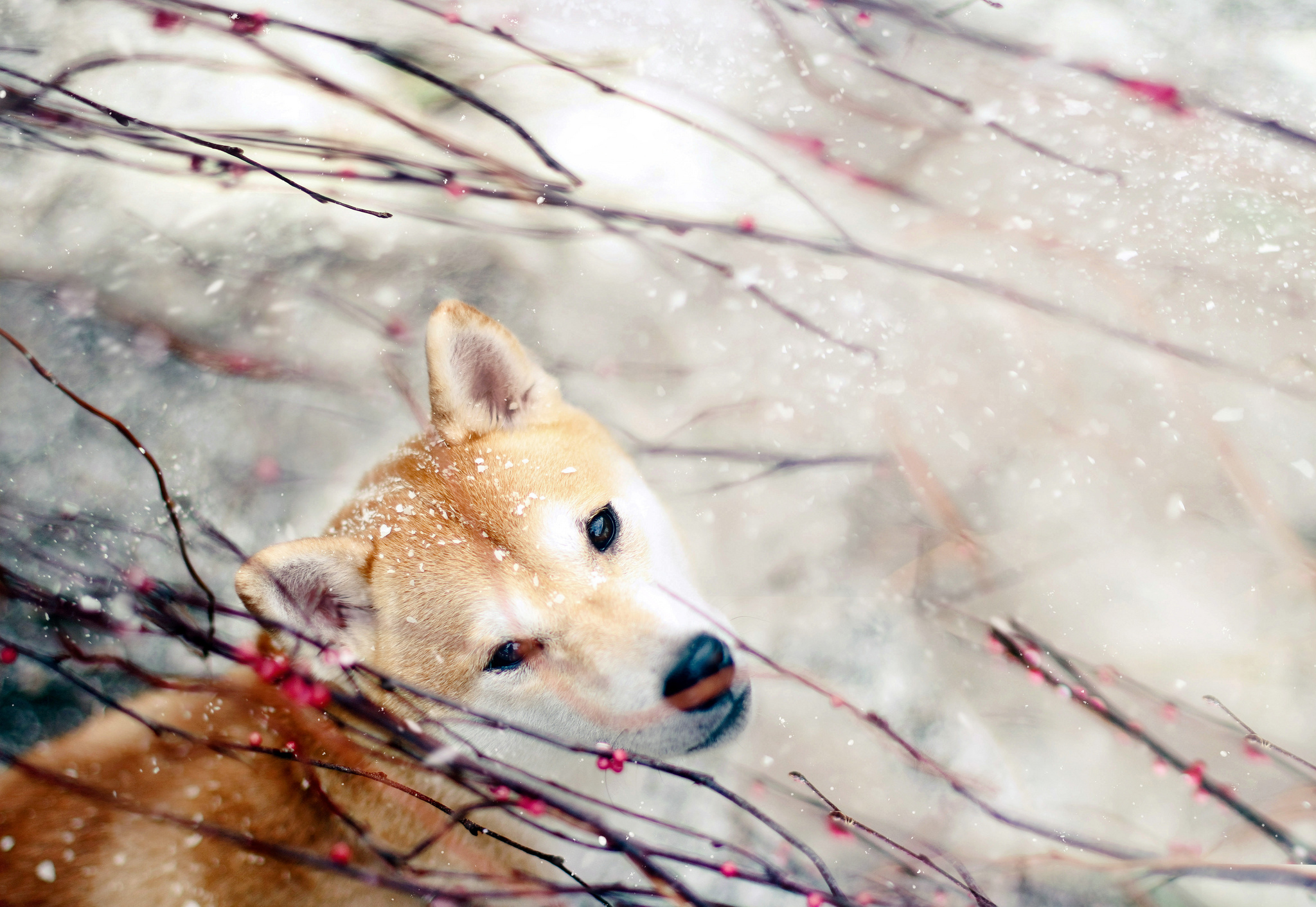 Download mobile wallpaper Shiba Inu, Dogs, Dog, Animal for free.