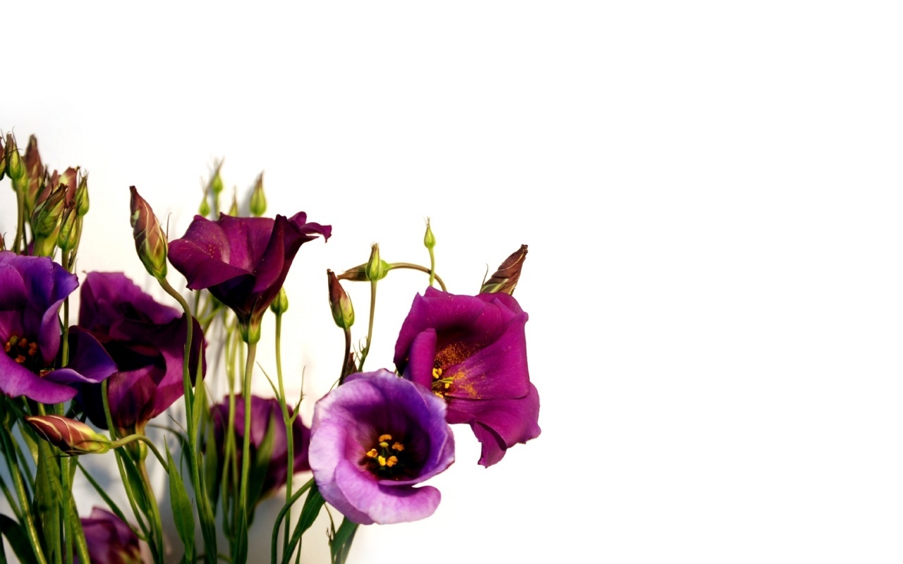 Descarga gratuita de fondo de pantalla para móvil de Plantas, Flores.