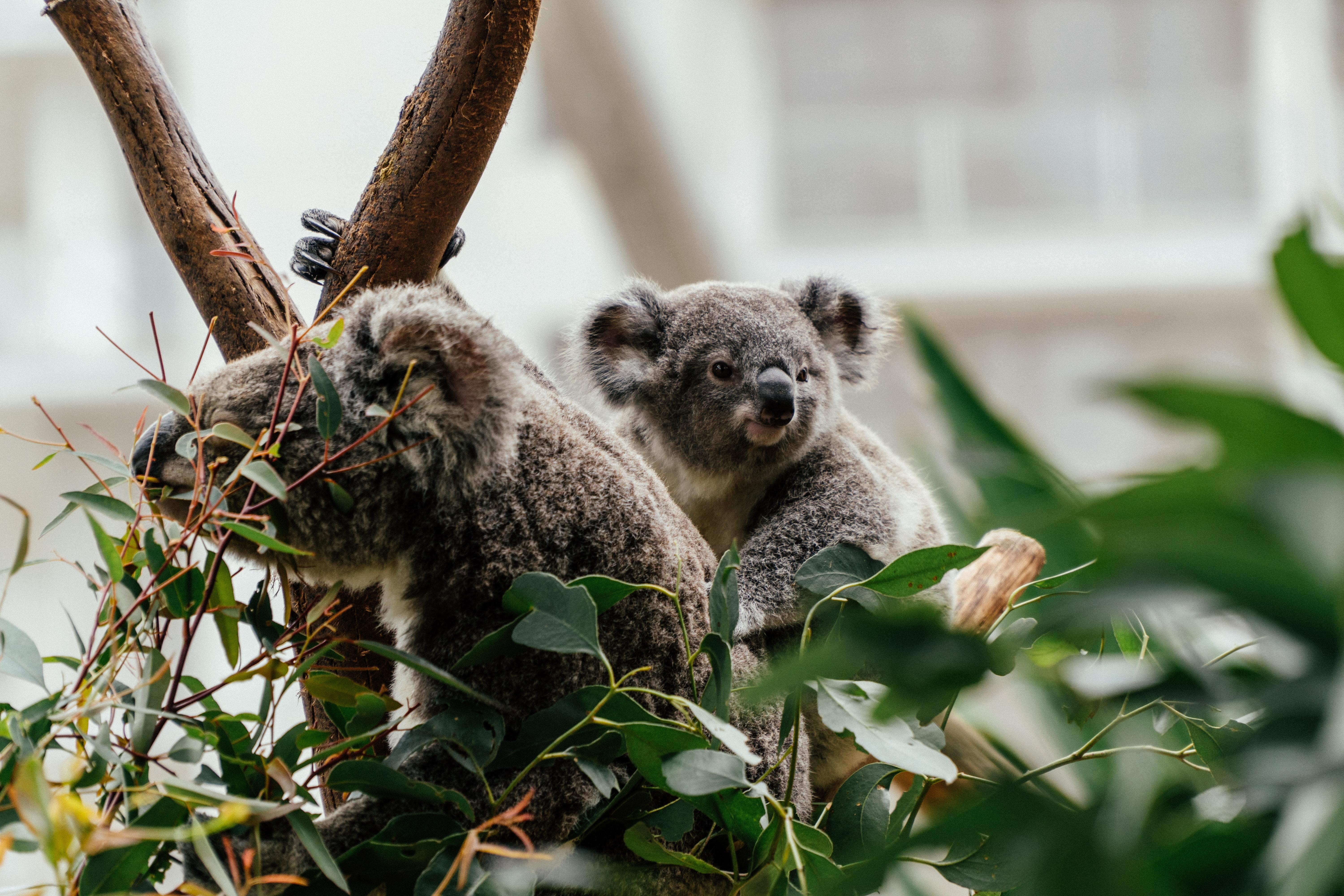 71075 скачать обои коала, животные, дерево, животное, милый - заставки и картинки бесплатно