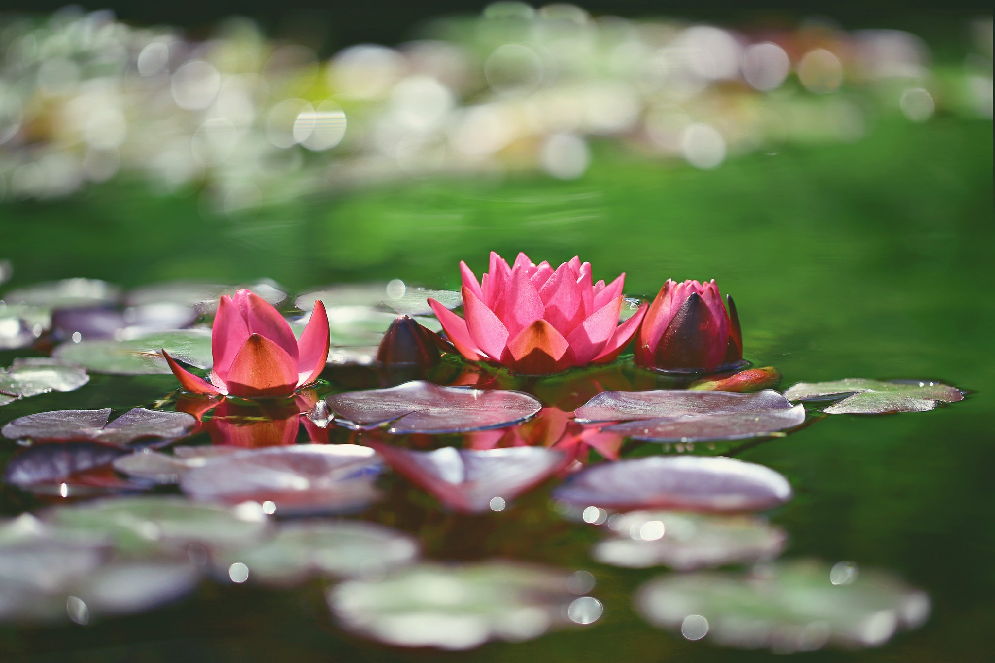 Download mobile wallpaper Flowers, Flower, Earth, Bokeh, Water Lily, Pink Flower for free.