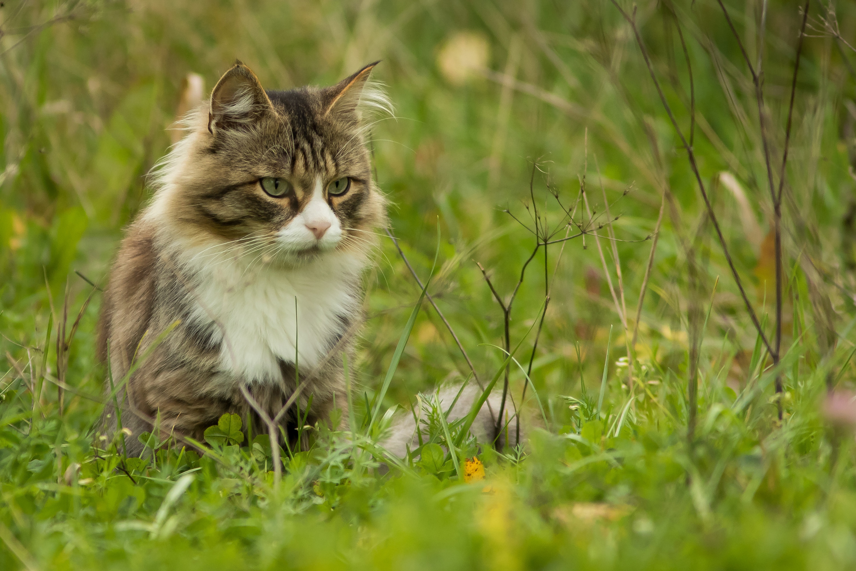 Baixe gratuitamente a imagem Animais, Gatos, Gato na área de trabalho do seu PC