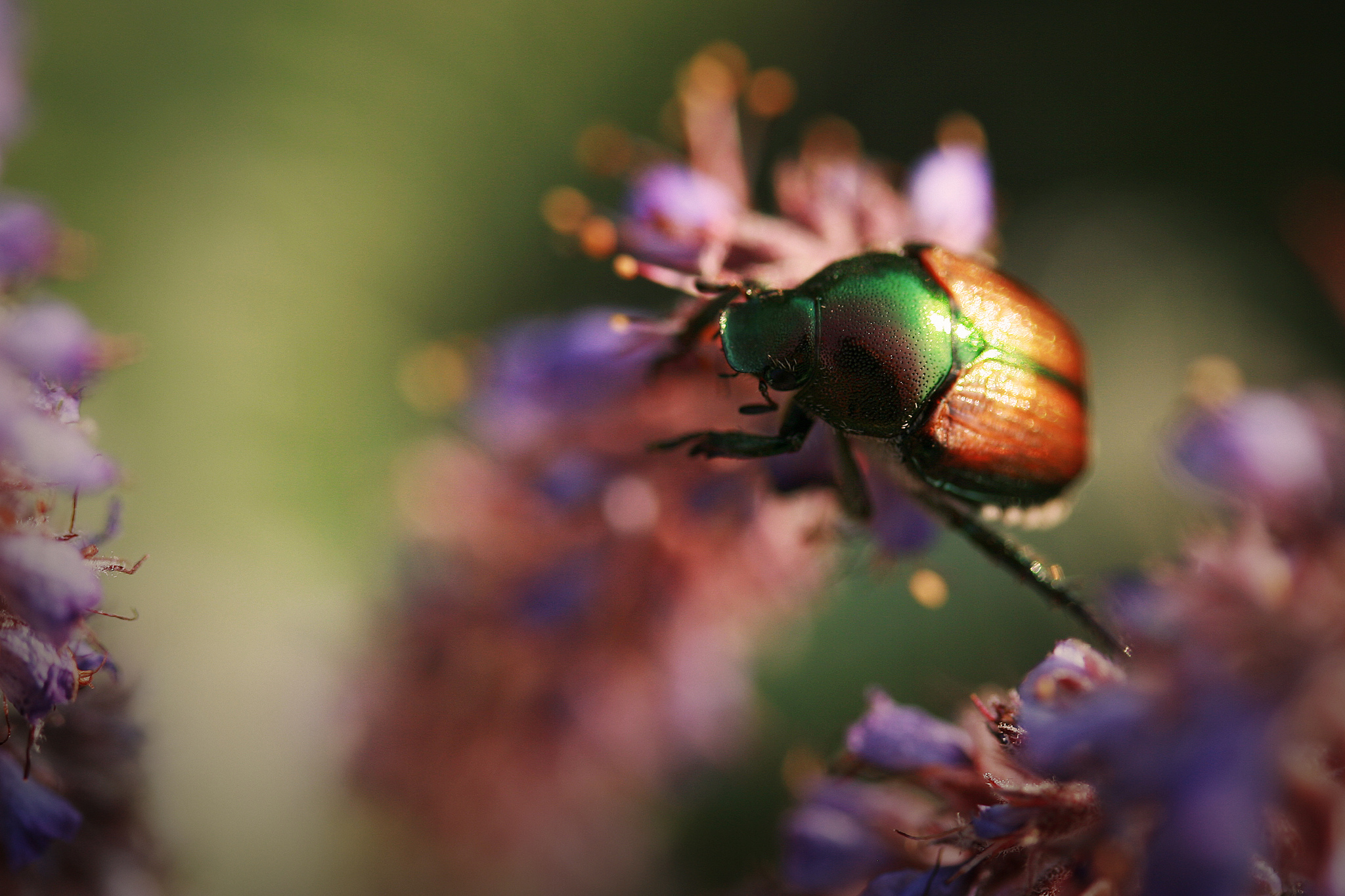 Download mobile wallpaper Animal, Beetle for free.