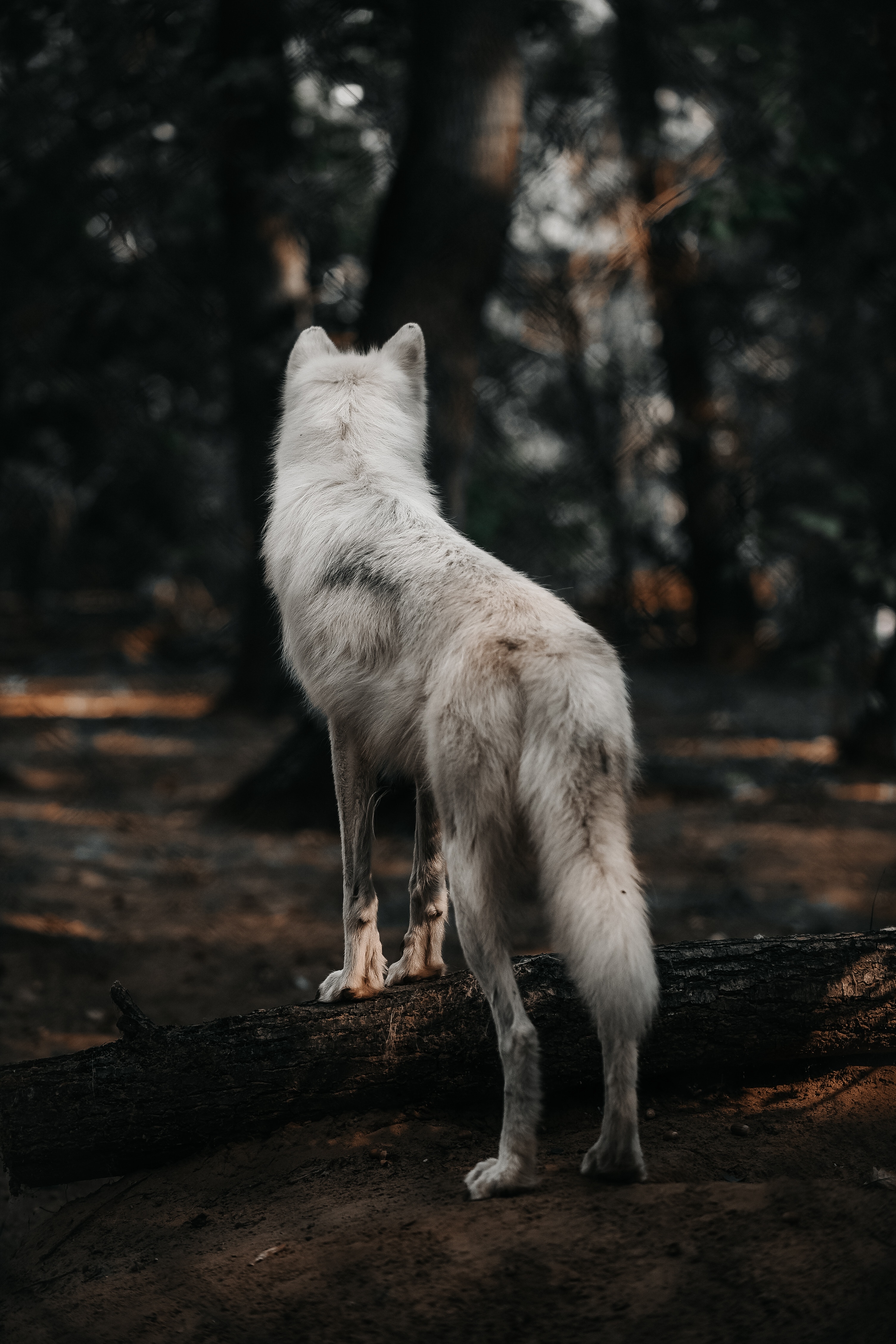 Download mobile wallpaper Wolf, Wool, Forest, Dog, Animals for free.