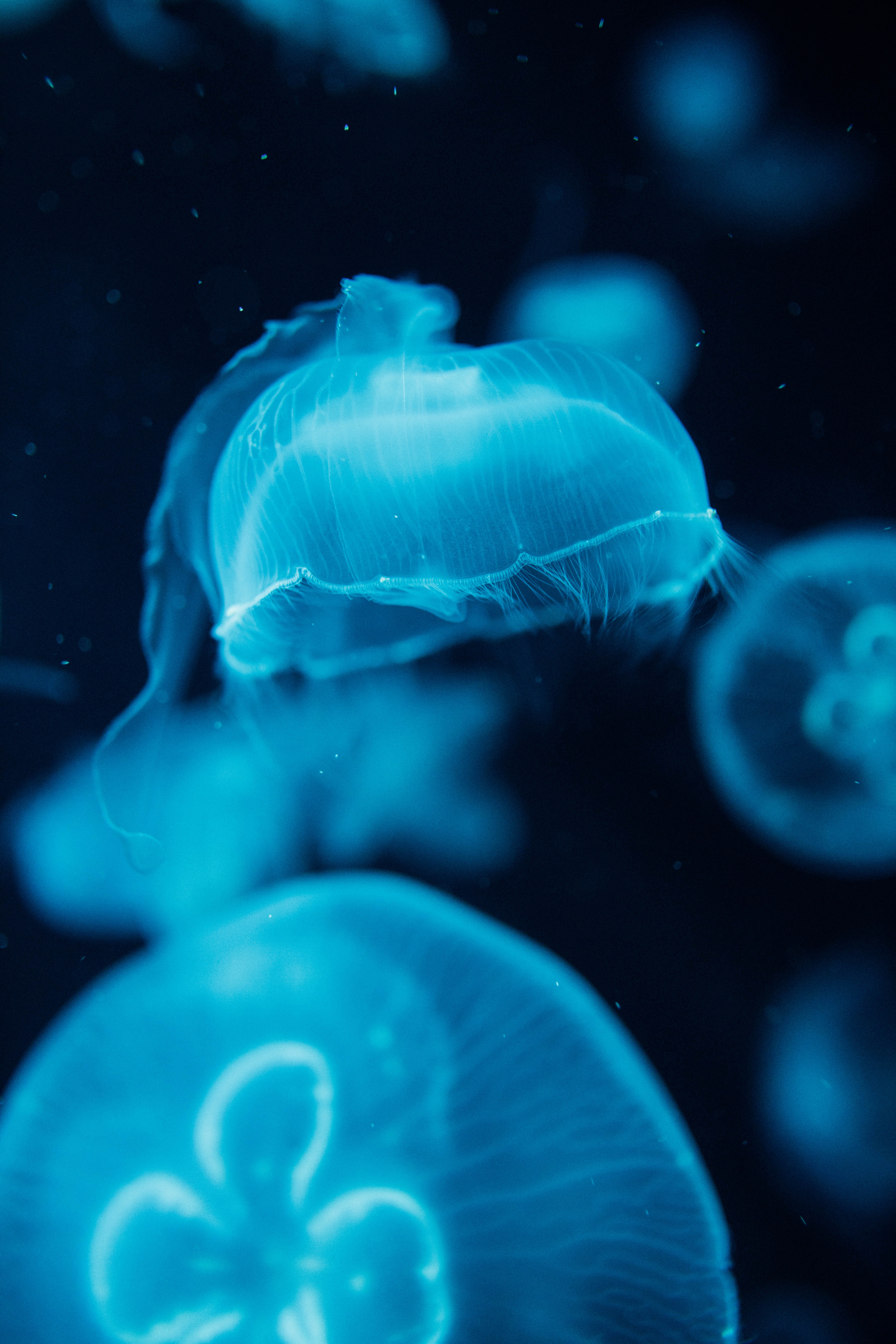 animals, water, jellyfish, blue, creatures, under water, underwater