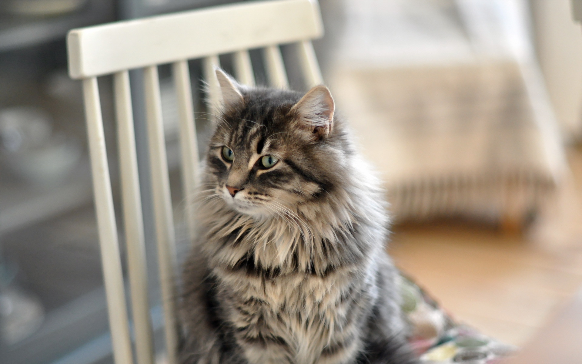 Baixe gratuitamente a imagem Animais, Gatos, Gato na área de trabalho do seu PC