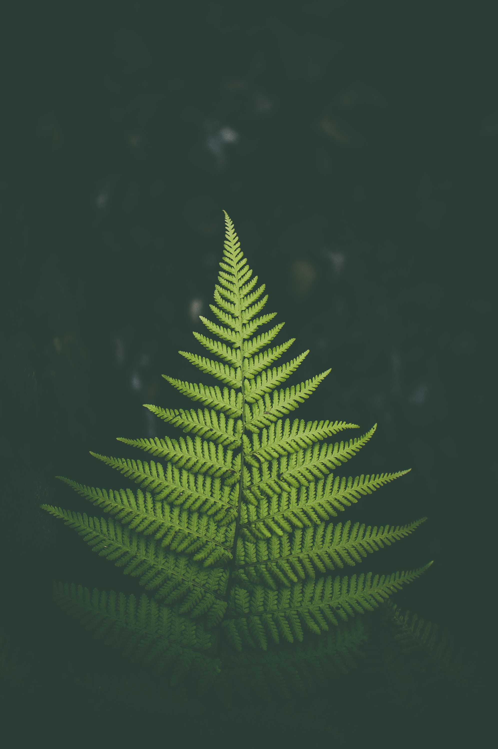 leaf, nature, green, plant, fern, sheet cellphone