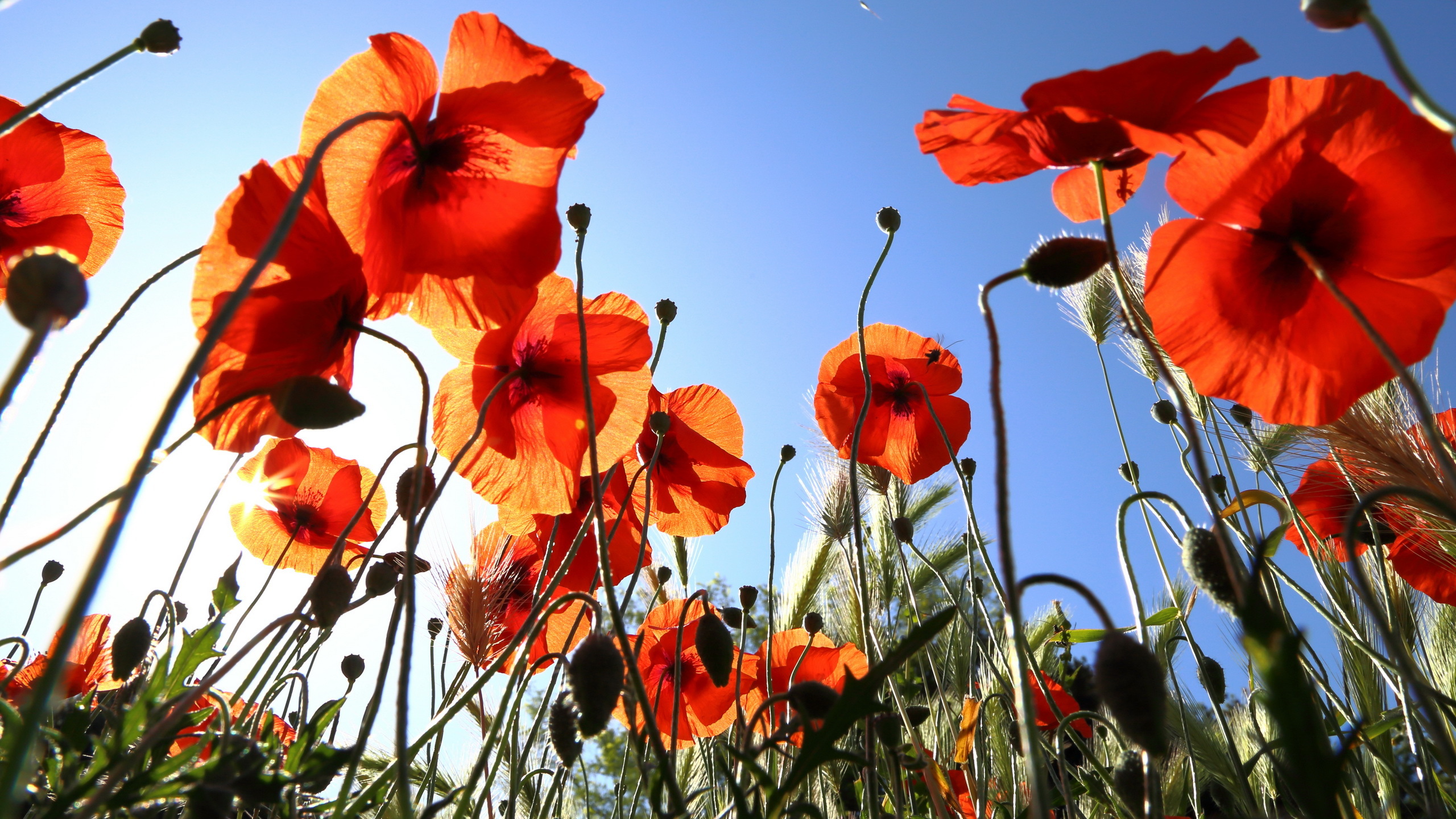 Download mobile wallpaper Poppy, Flowers, Earth for free.