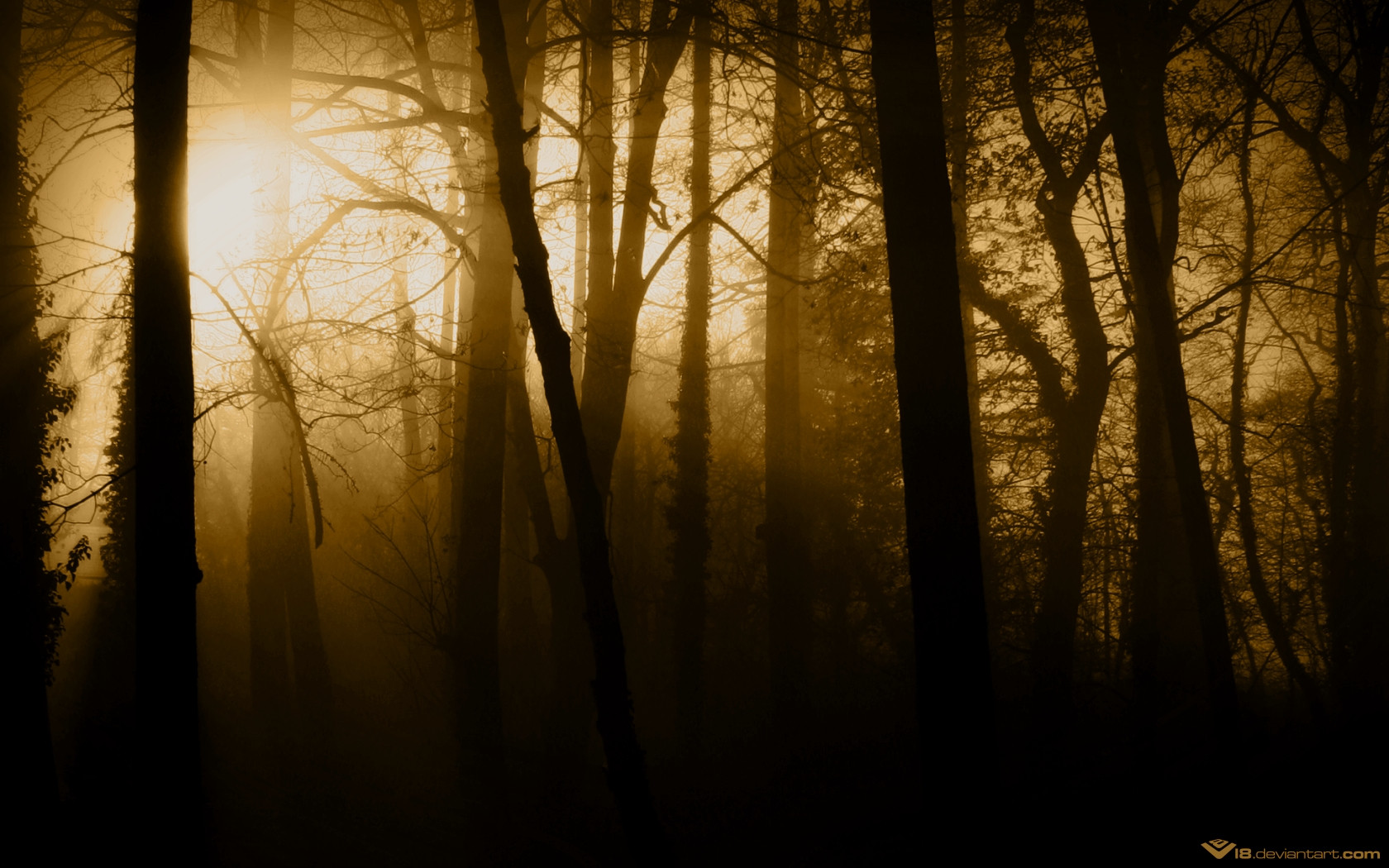 Téléchargez gratuitement l'image Forêt, Terre/nature sur le bureau de votre PC