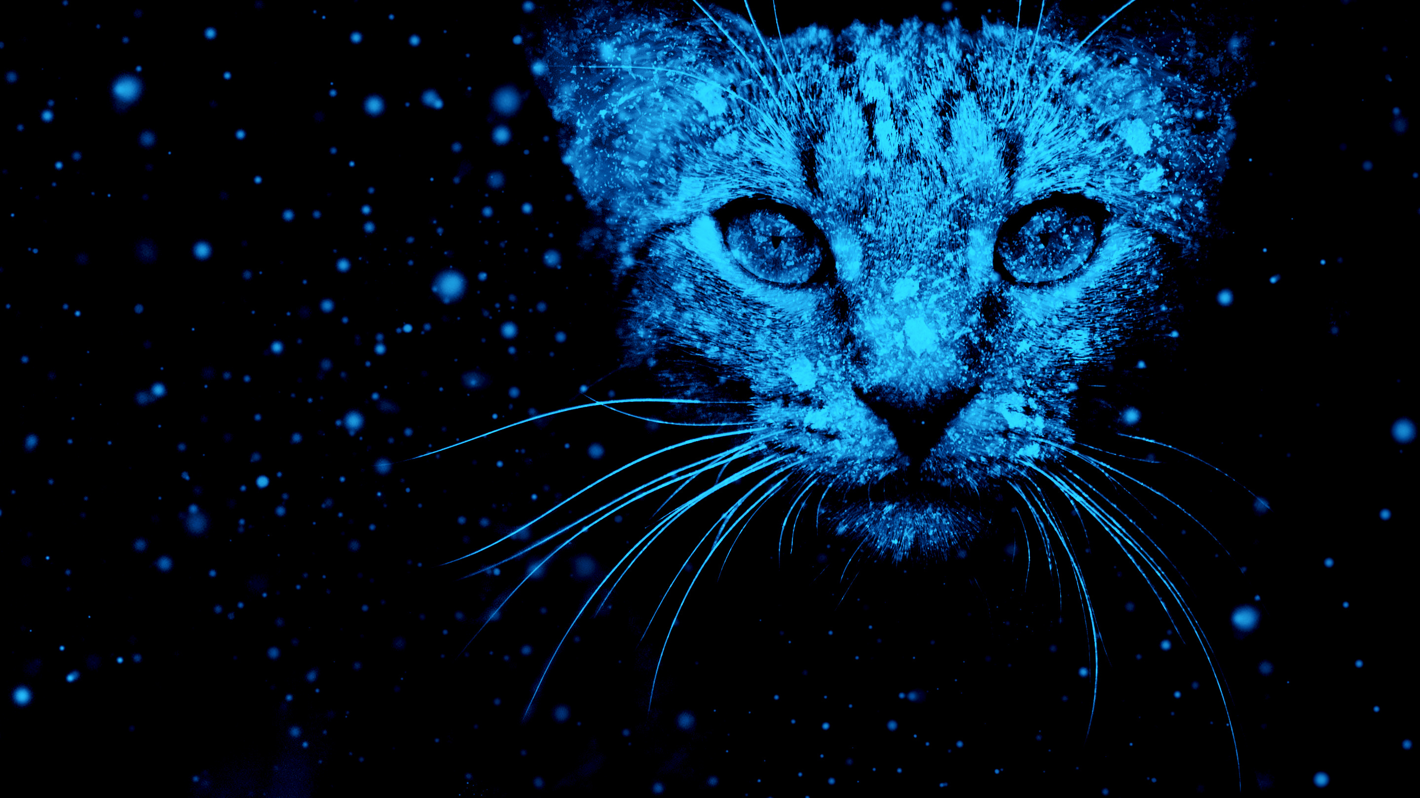 PCデスクトップに動物, ネコ, 猫, 青い画像を無料でダウンロード