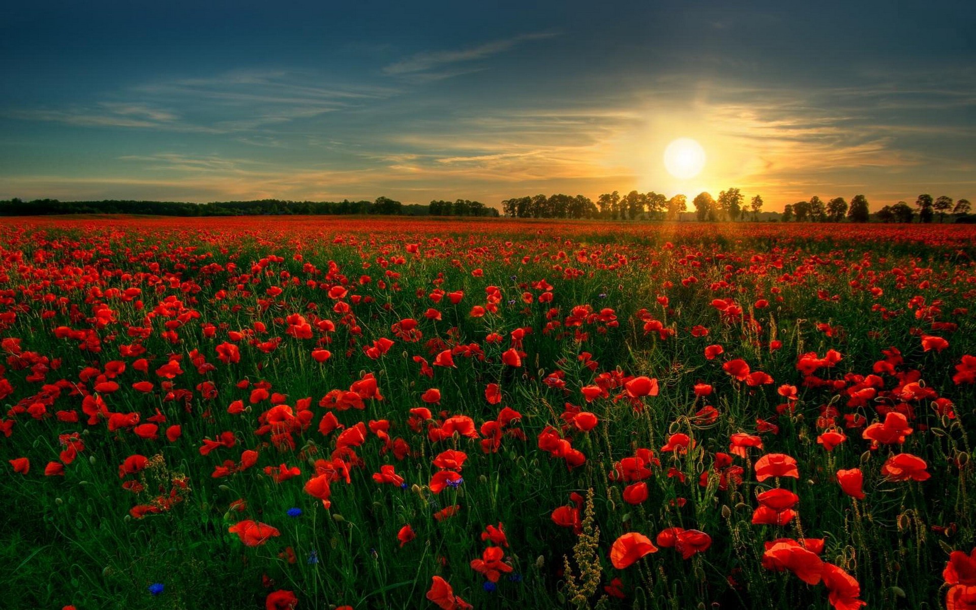 Download mobile wallpaper Nature, Sun, Sunrise, Earth, Field, Poppy, Red Flower, Sunshine for free.