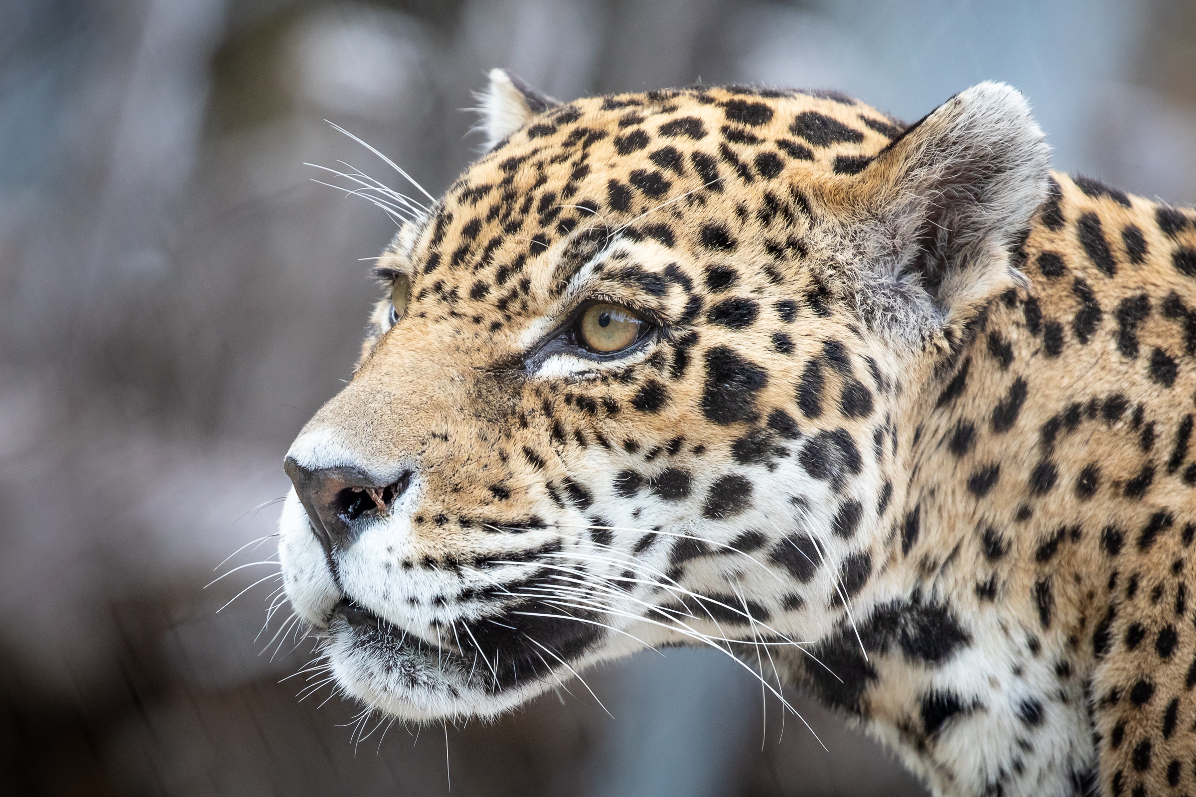 Descarga gratuita de fondo de pantalla para móvil de Animales, Gatos, Jaguar.