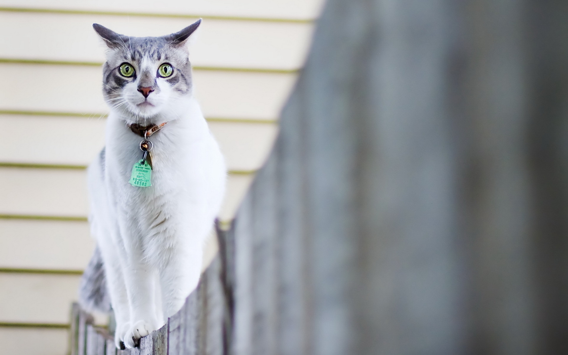 Handy-Wallpaper Tiere, Katzen, Katze kostenlos herunterladen.