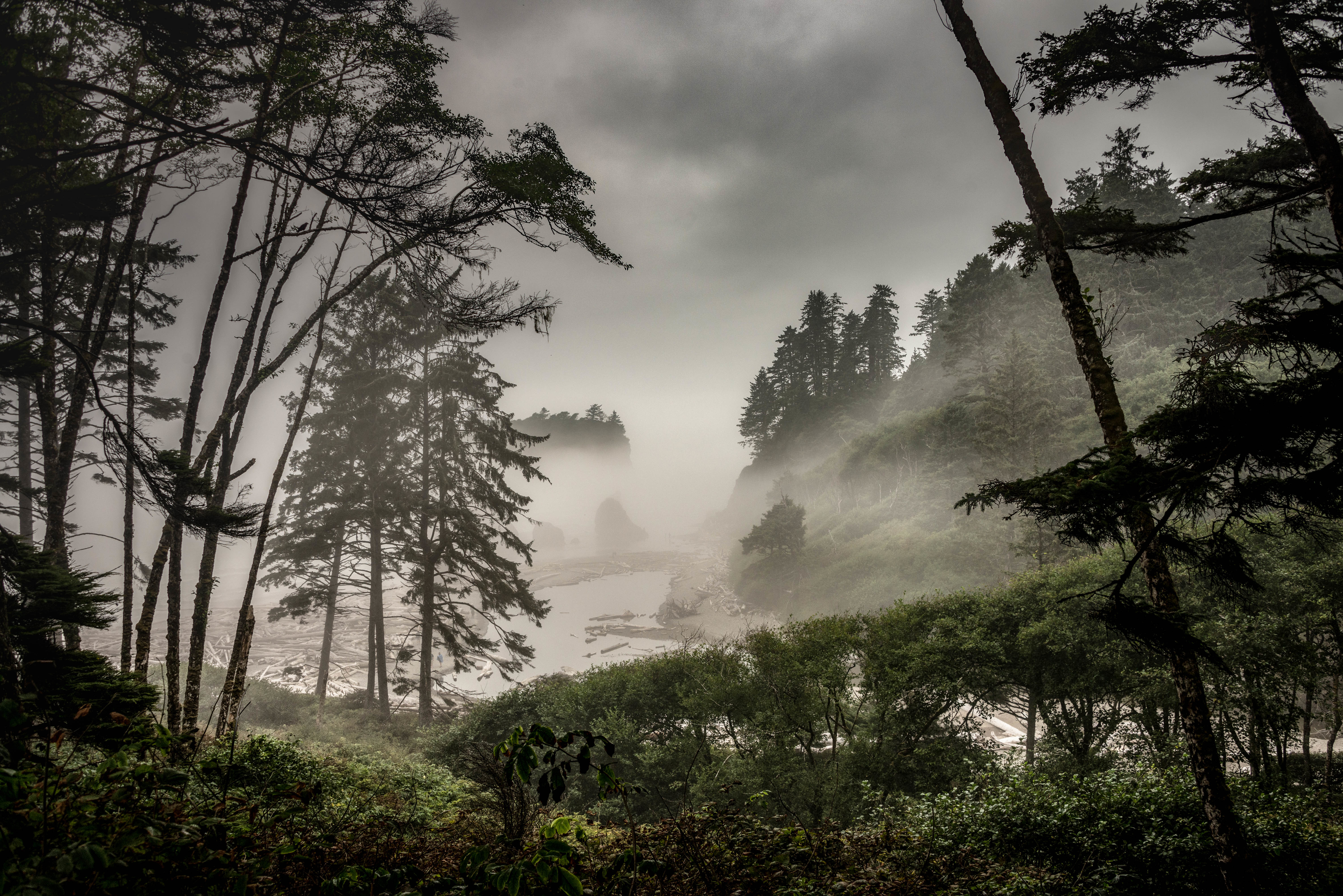 PCデスクトップに自然, ブッシュ, 森, 霧, 森林画像を無料でダウンロード