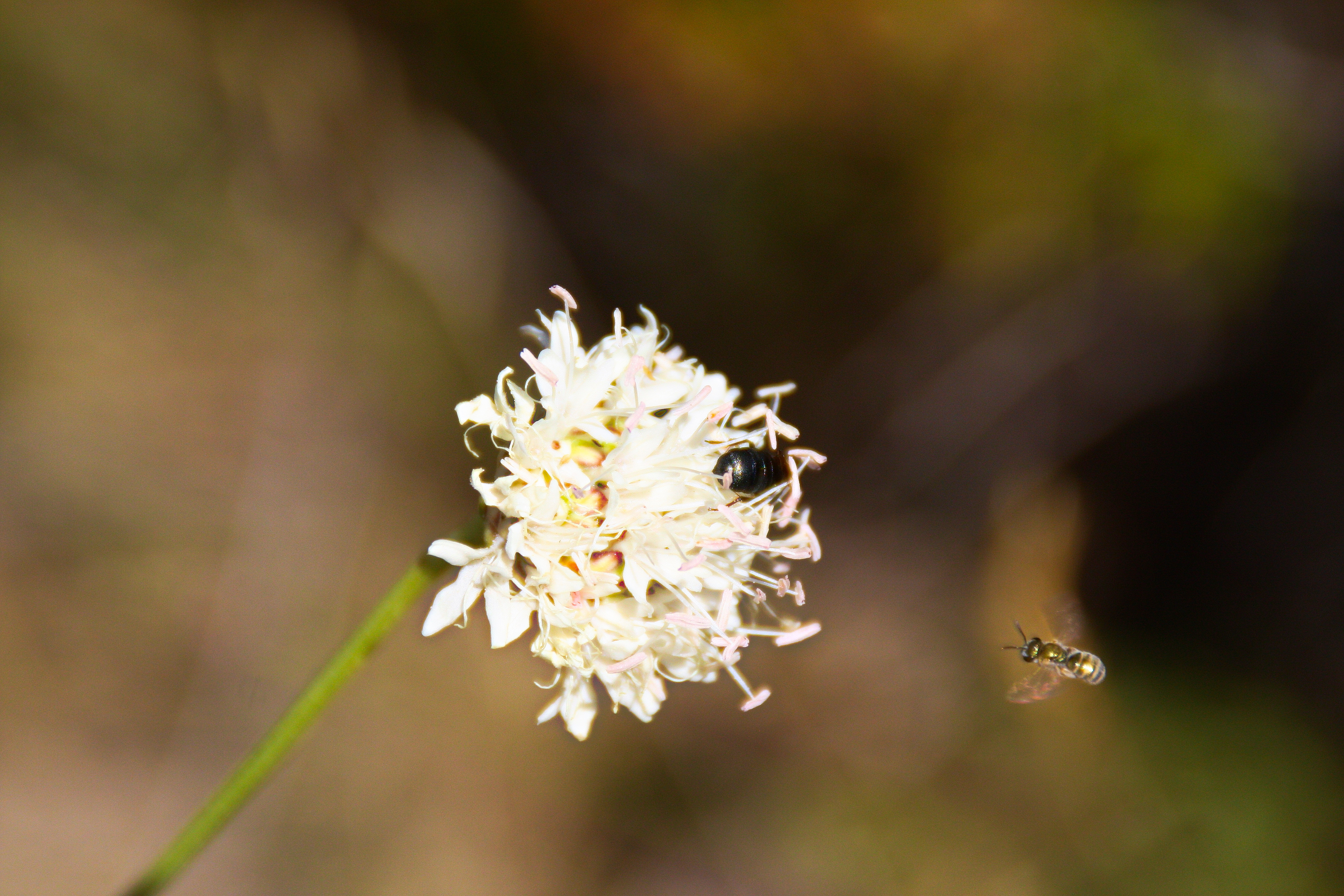 Free download wallpaper Flowers, Flower, Earth on your PC desktop